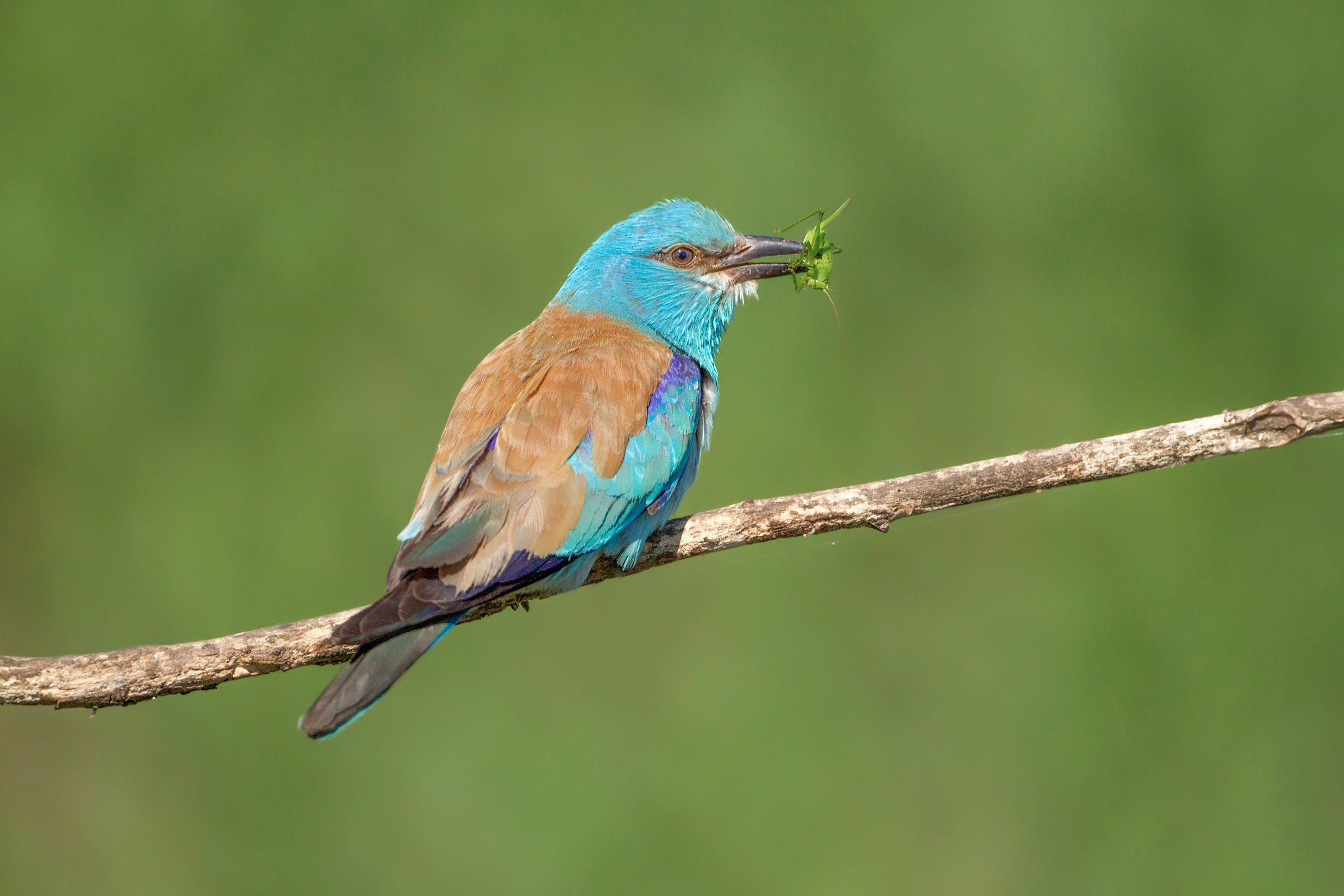 sea jay with grasshopper