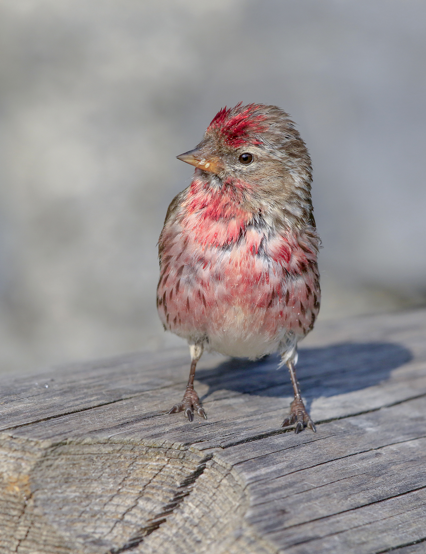 organ at maximum plumage