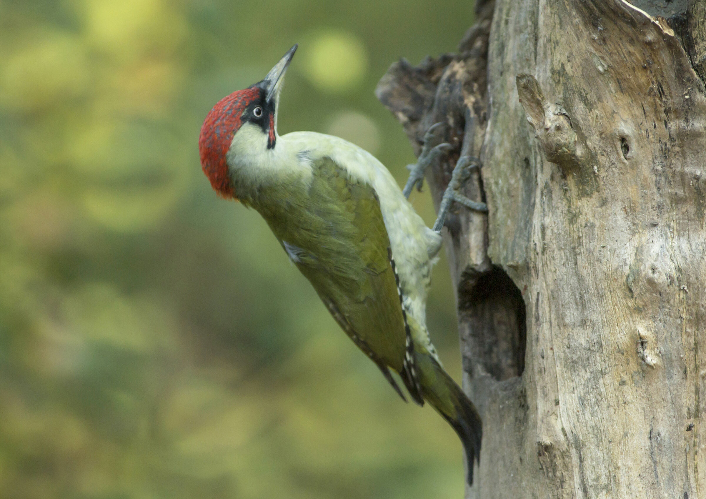 woodpecker green classic location