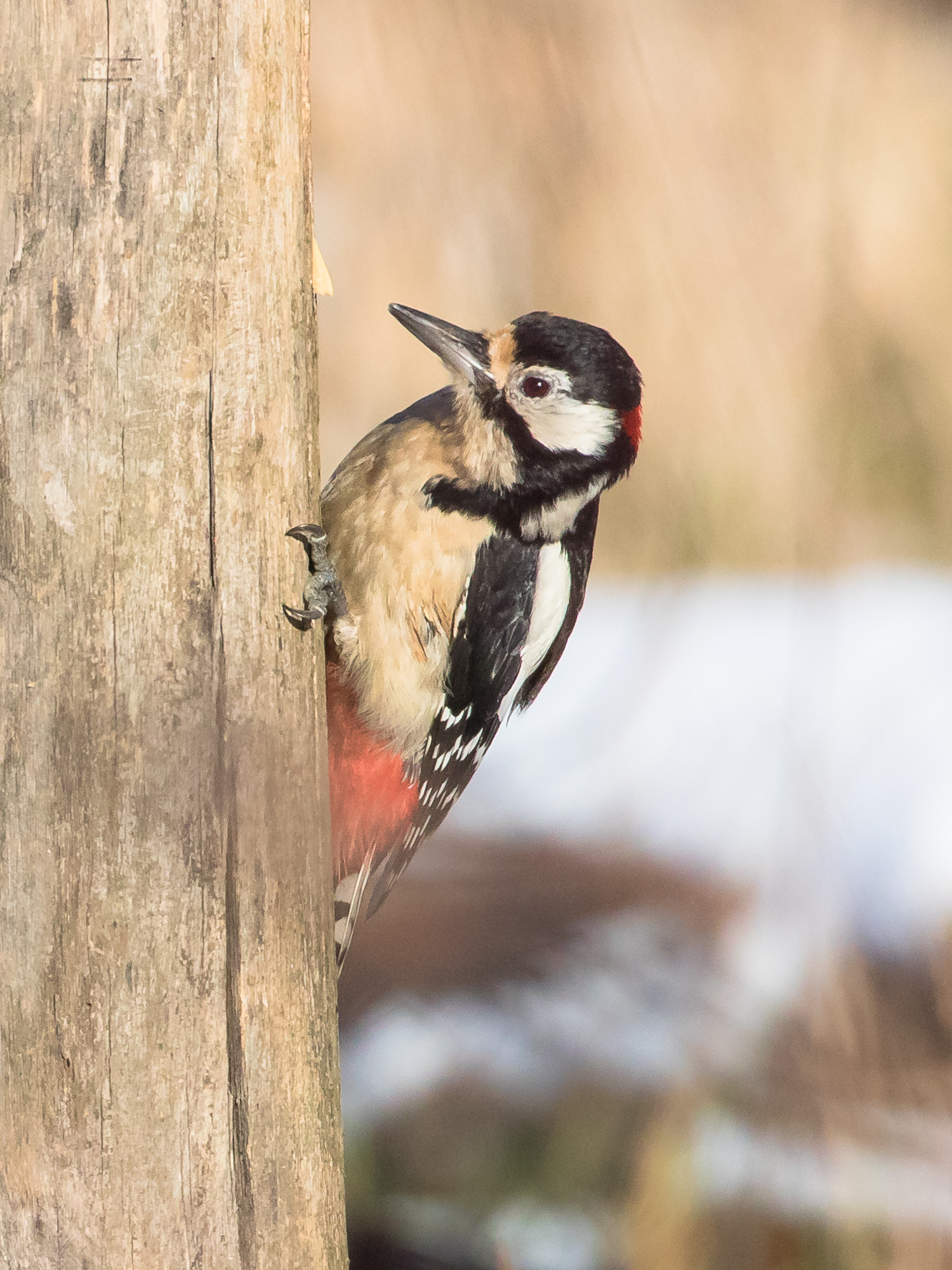 red woodpecker.