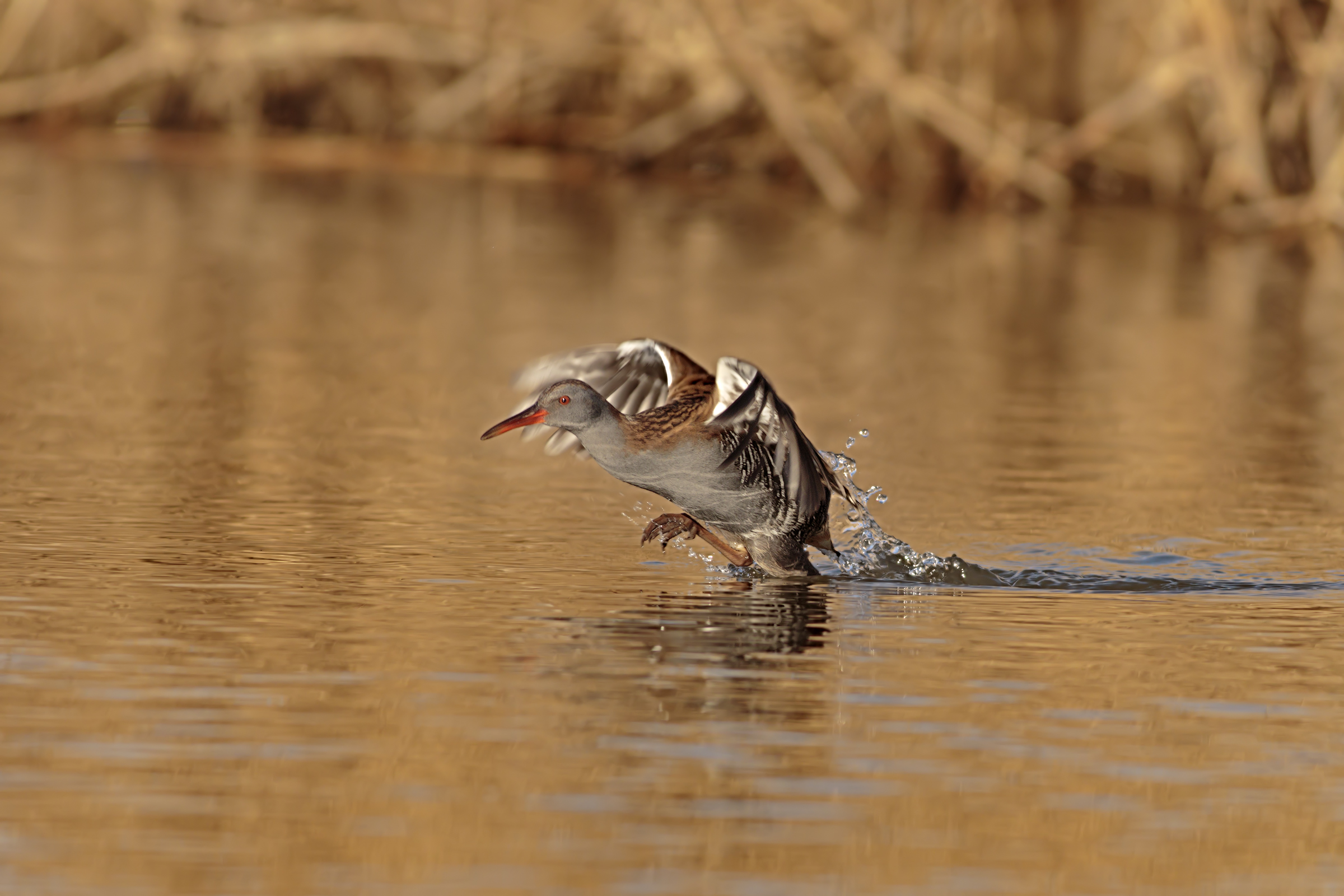 Porciglione in fase di decollo