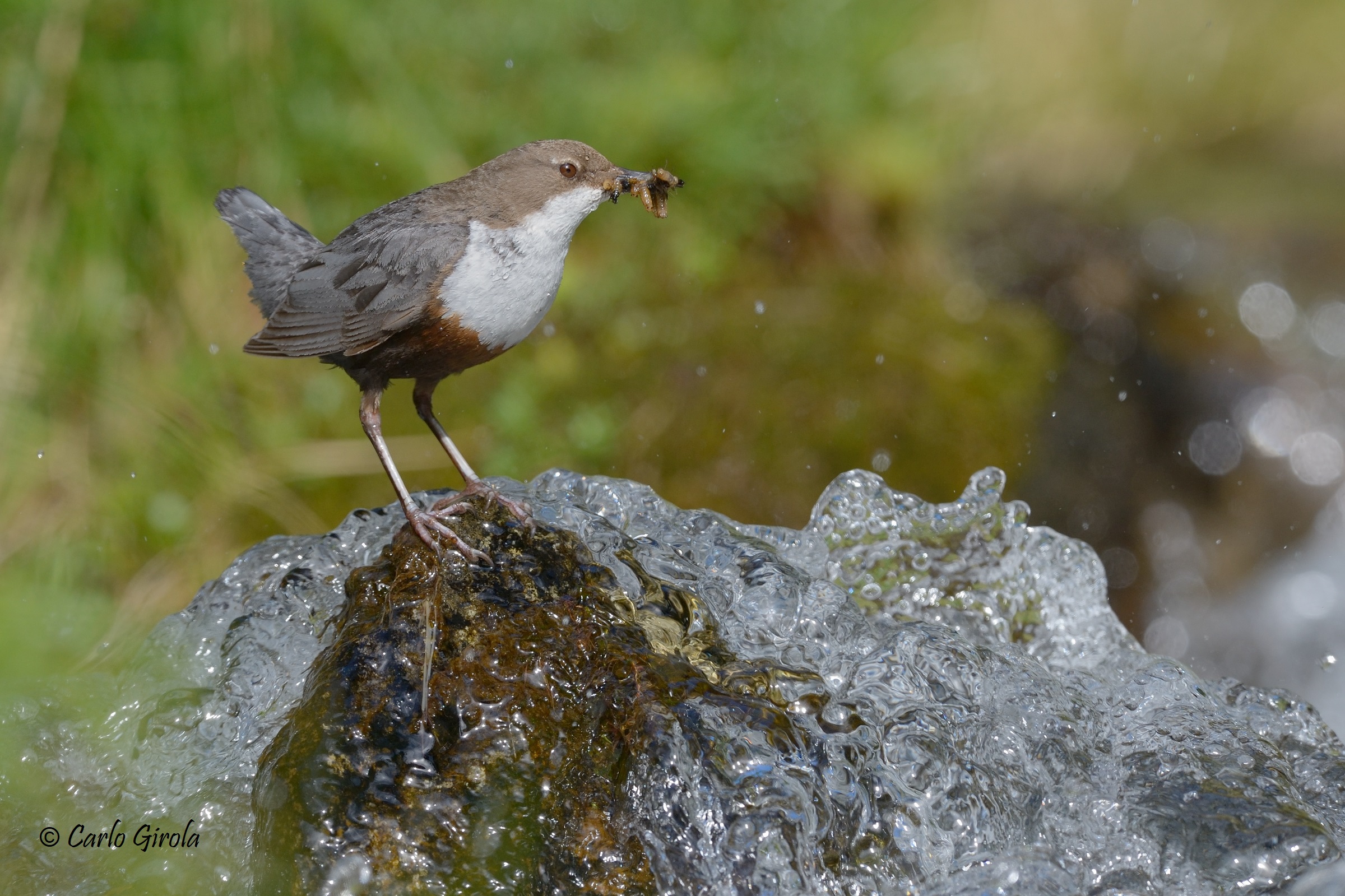 Merlo acquaiolo (Cinclus cinclus)