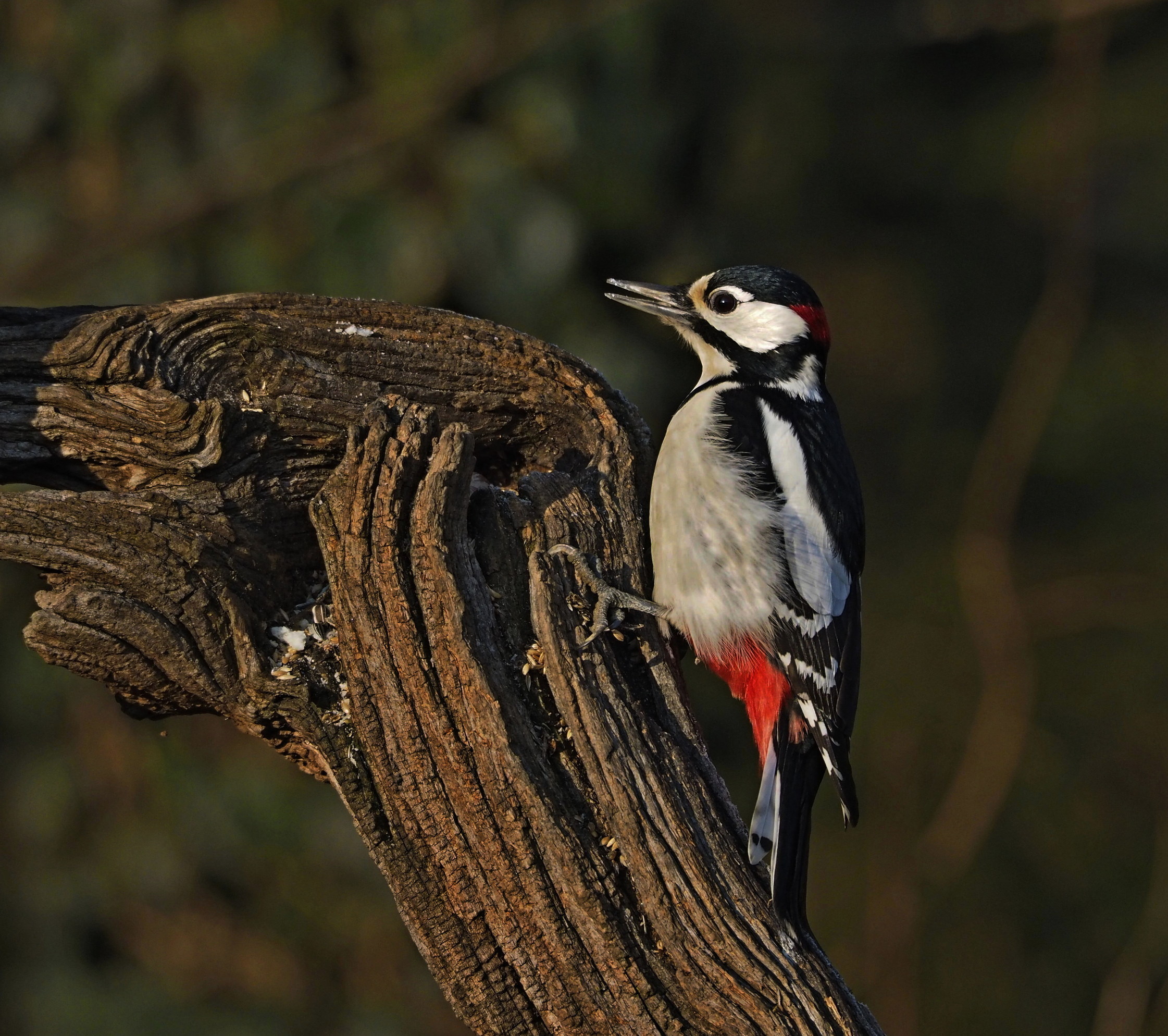 Picchio rosso maggiore