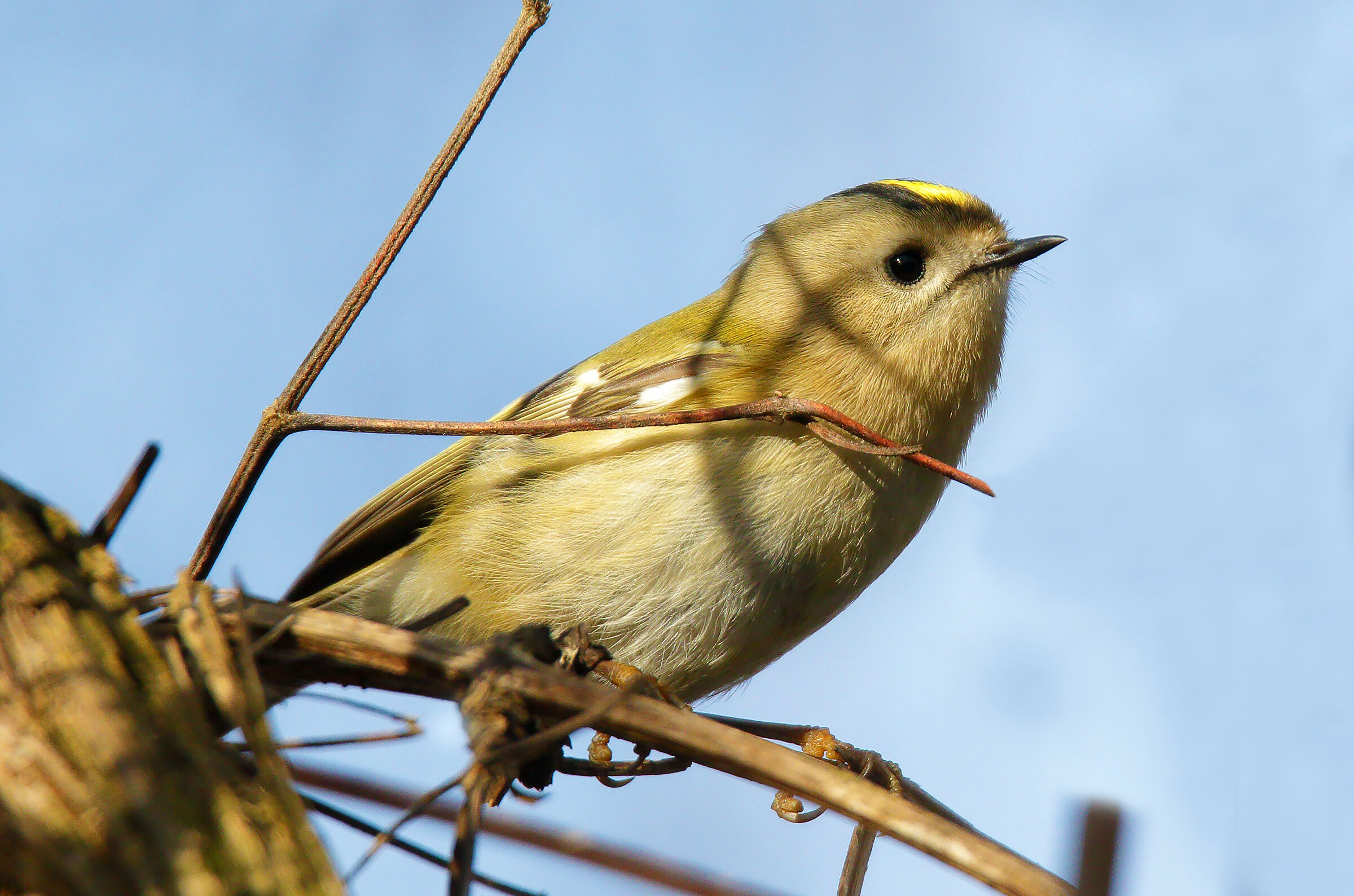 the profile of the ruler