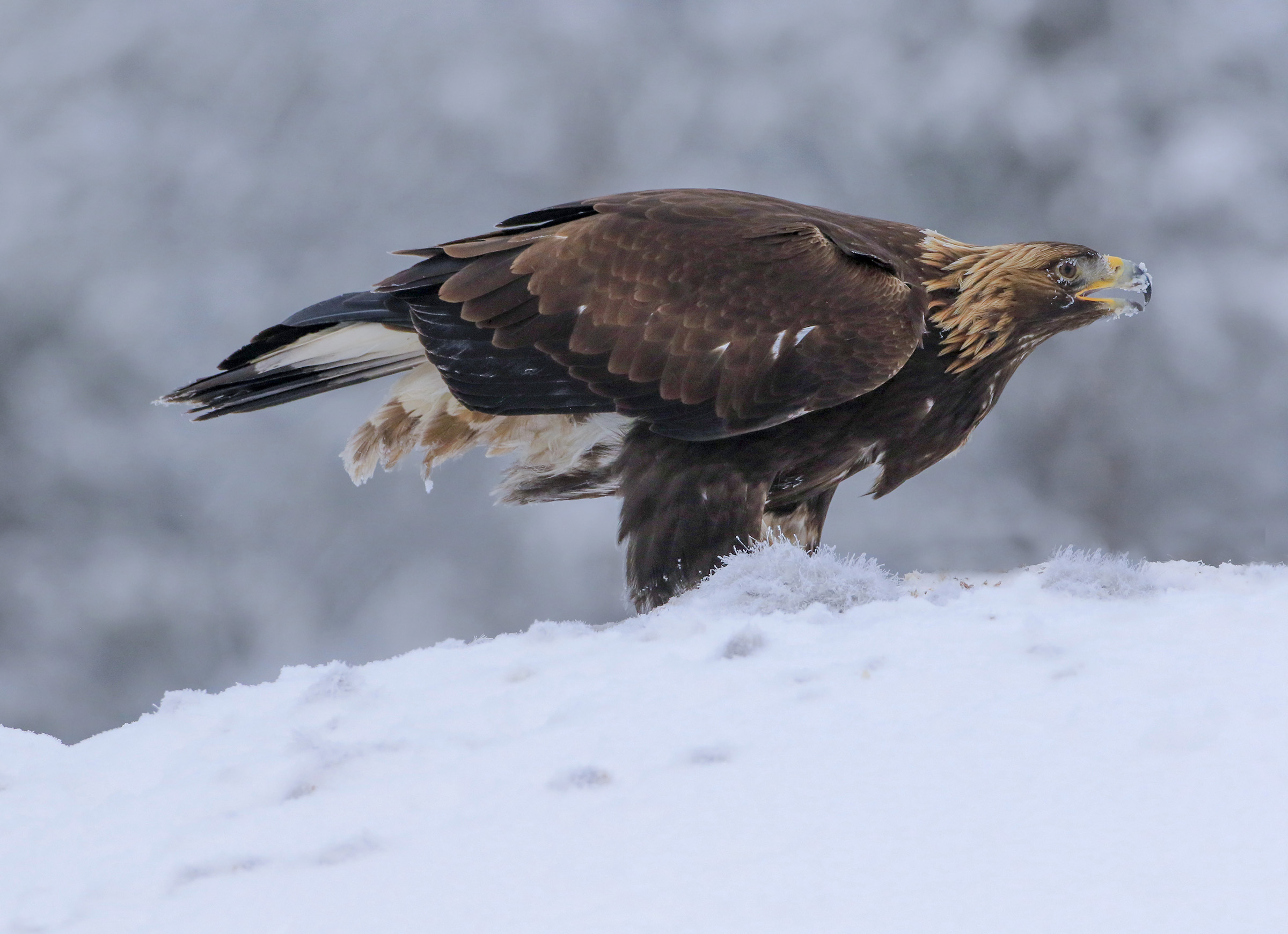 aquila reale becco ghiacciato