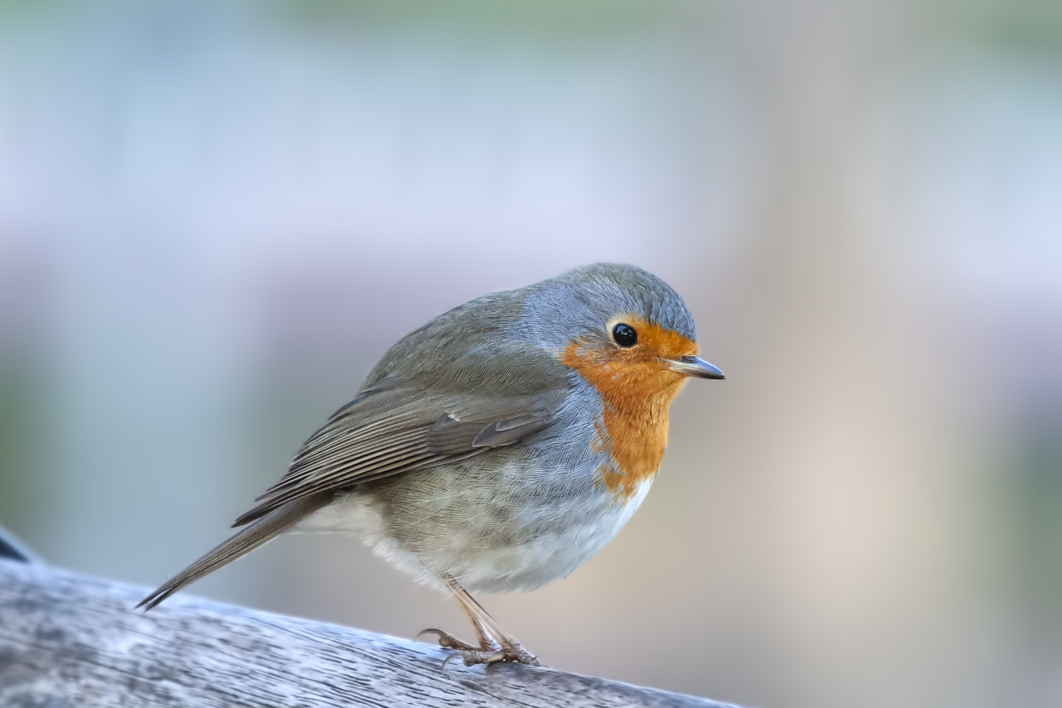 robin