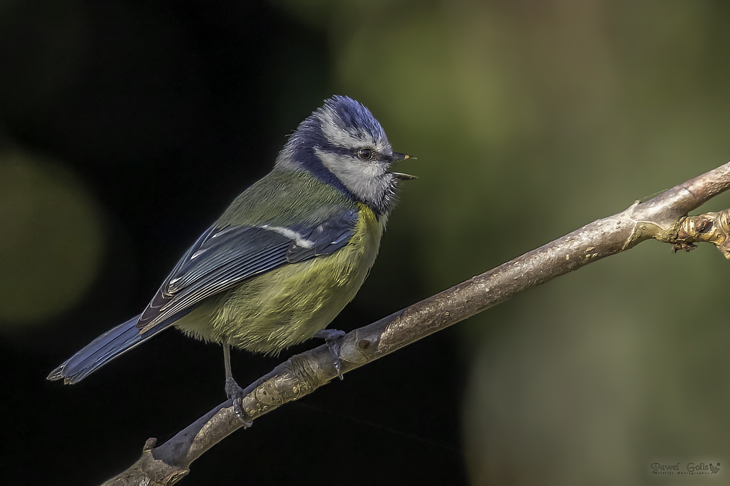 Eurasian blue tit (Cyanistes caeruleus)