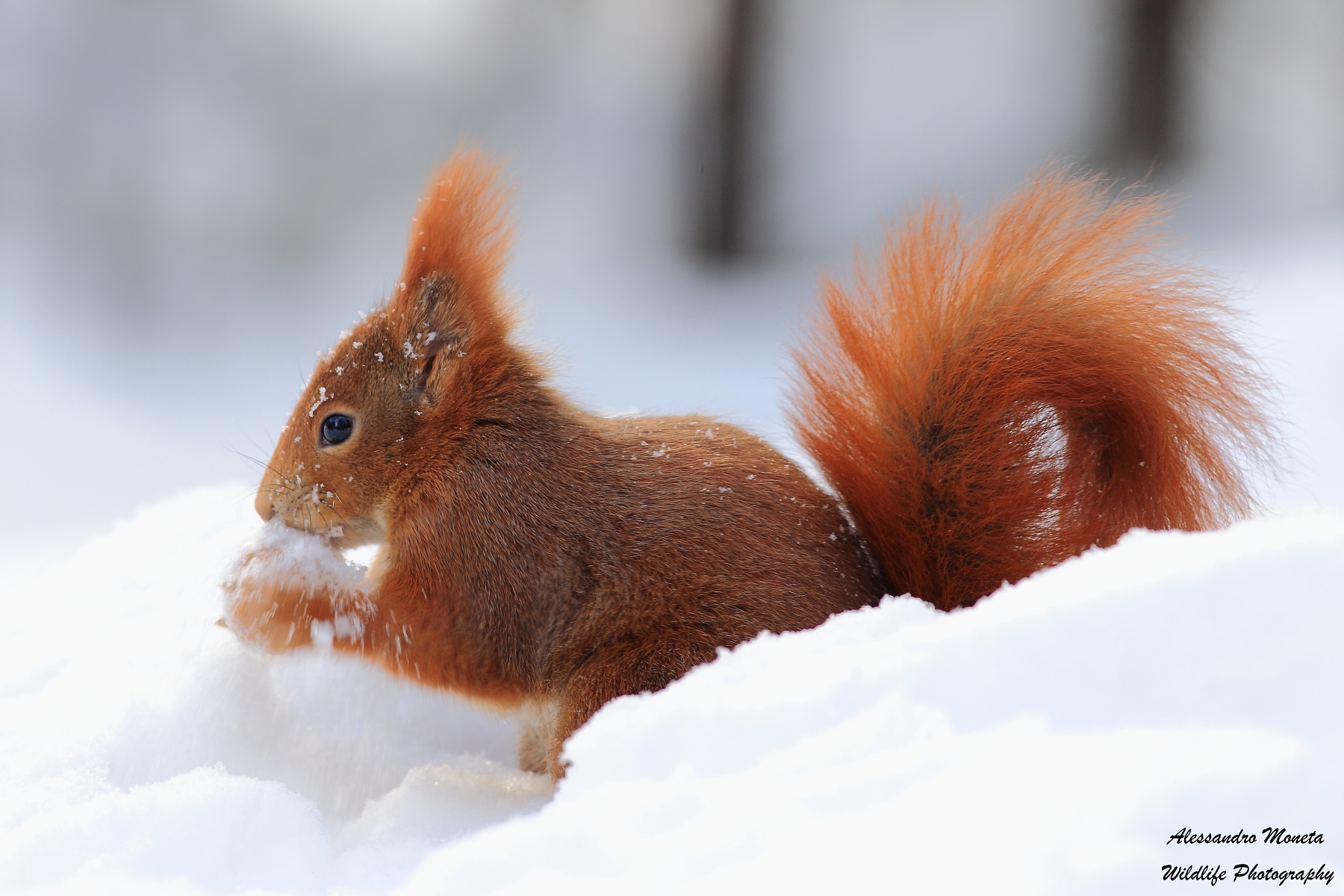 Mi stai facendo girare le noci....