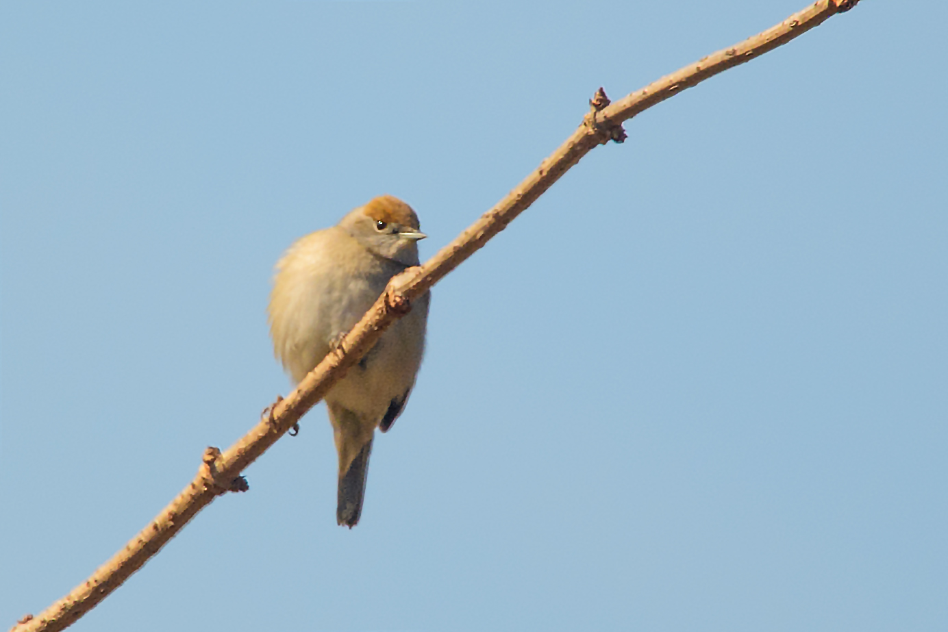 Blackcap