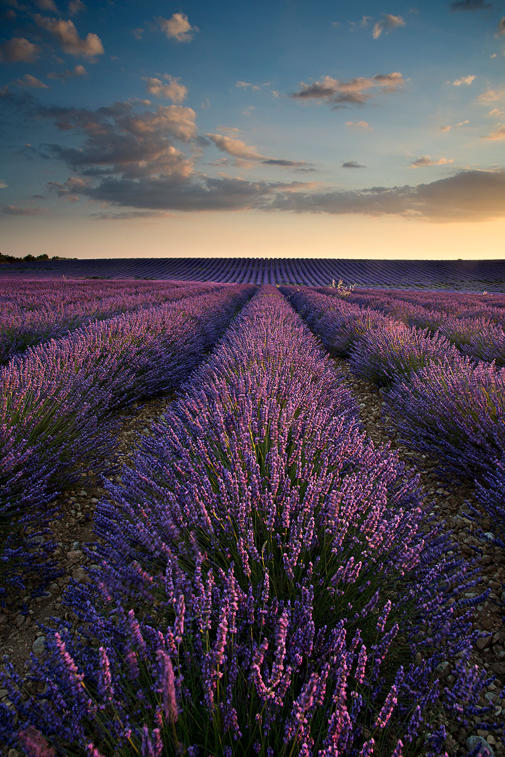 Lavender field at sunset