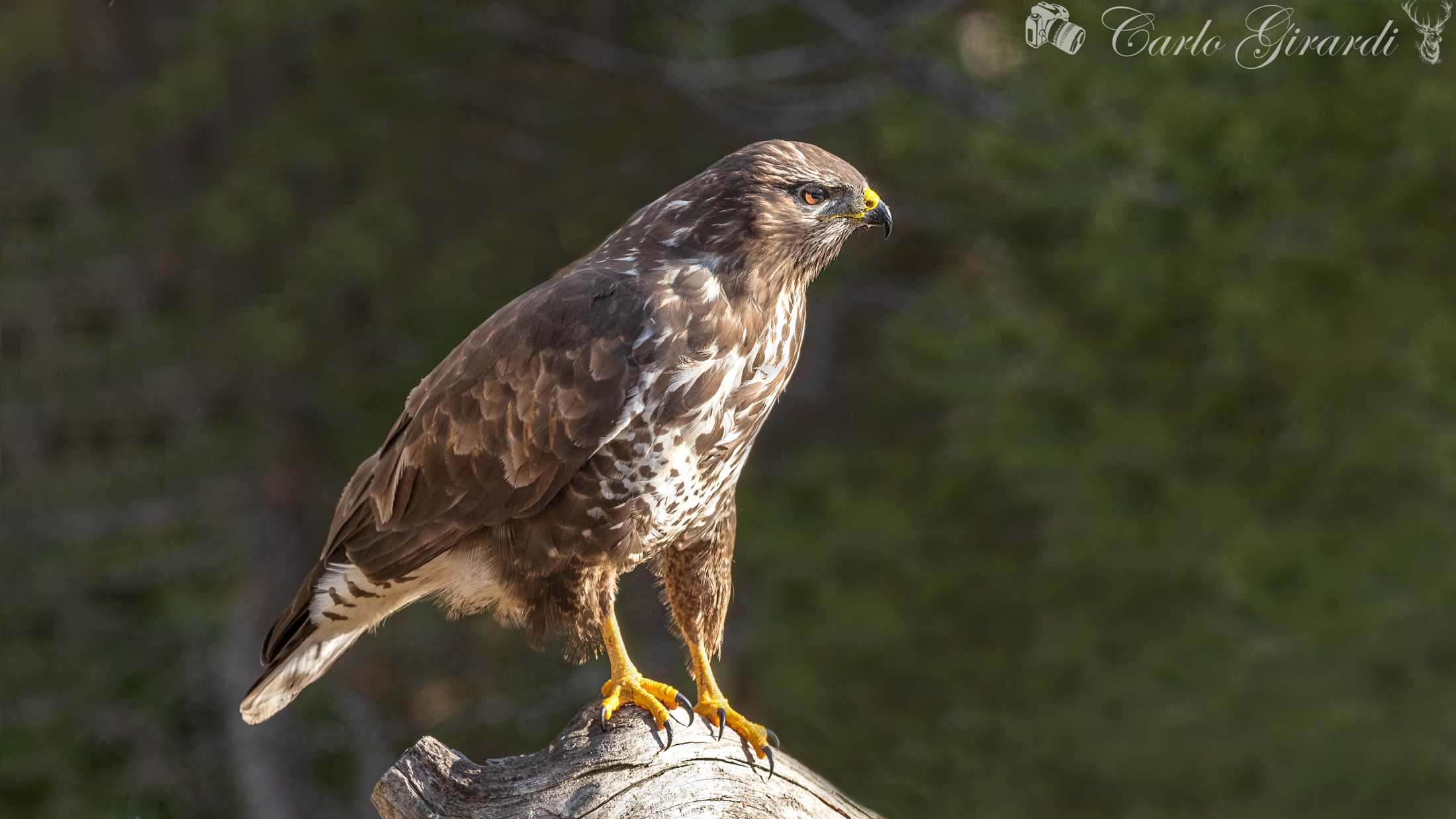 Poiana Buteo Buteo