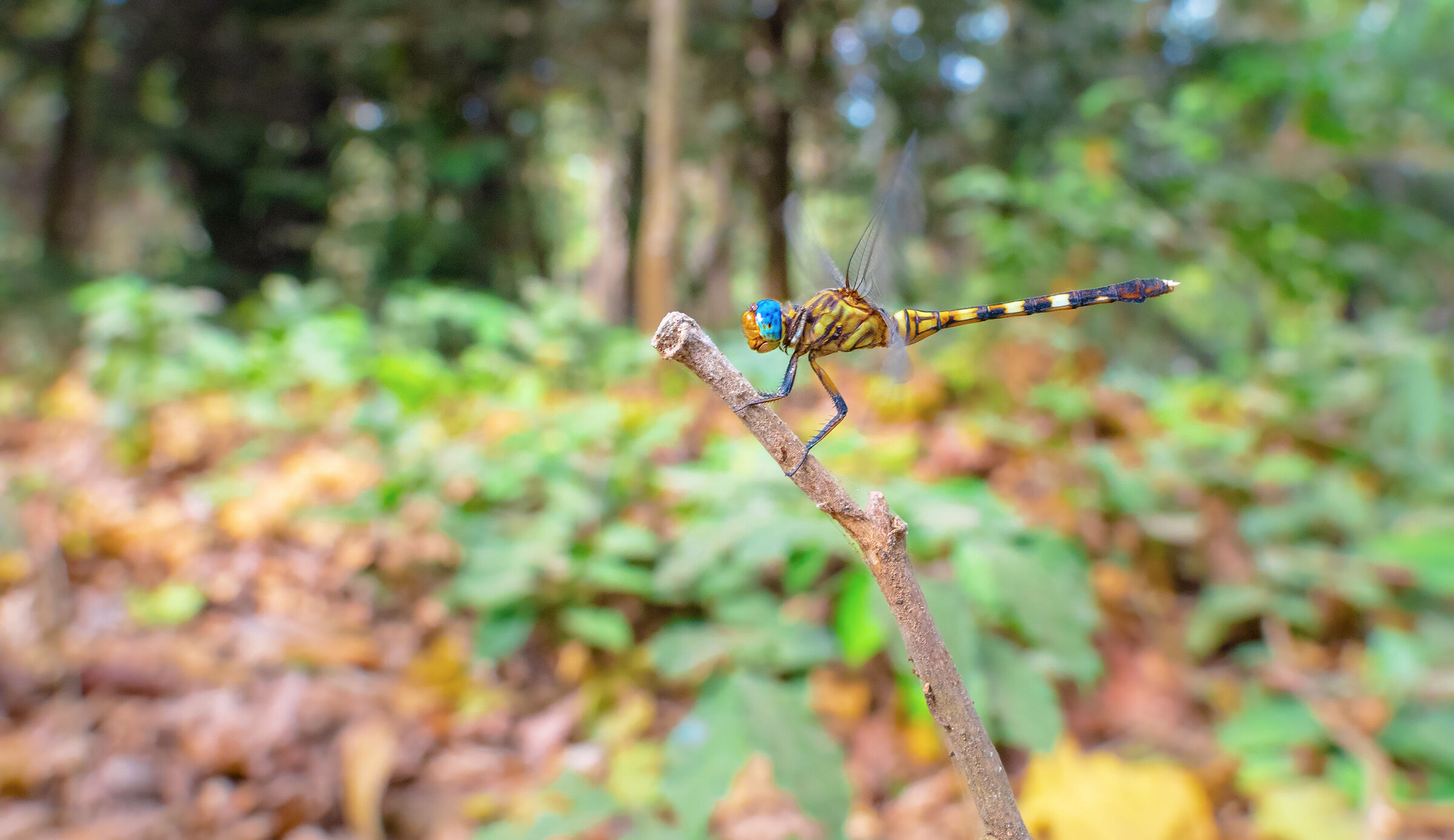 dragonfly, wide angle closeup