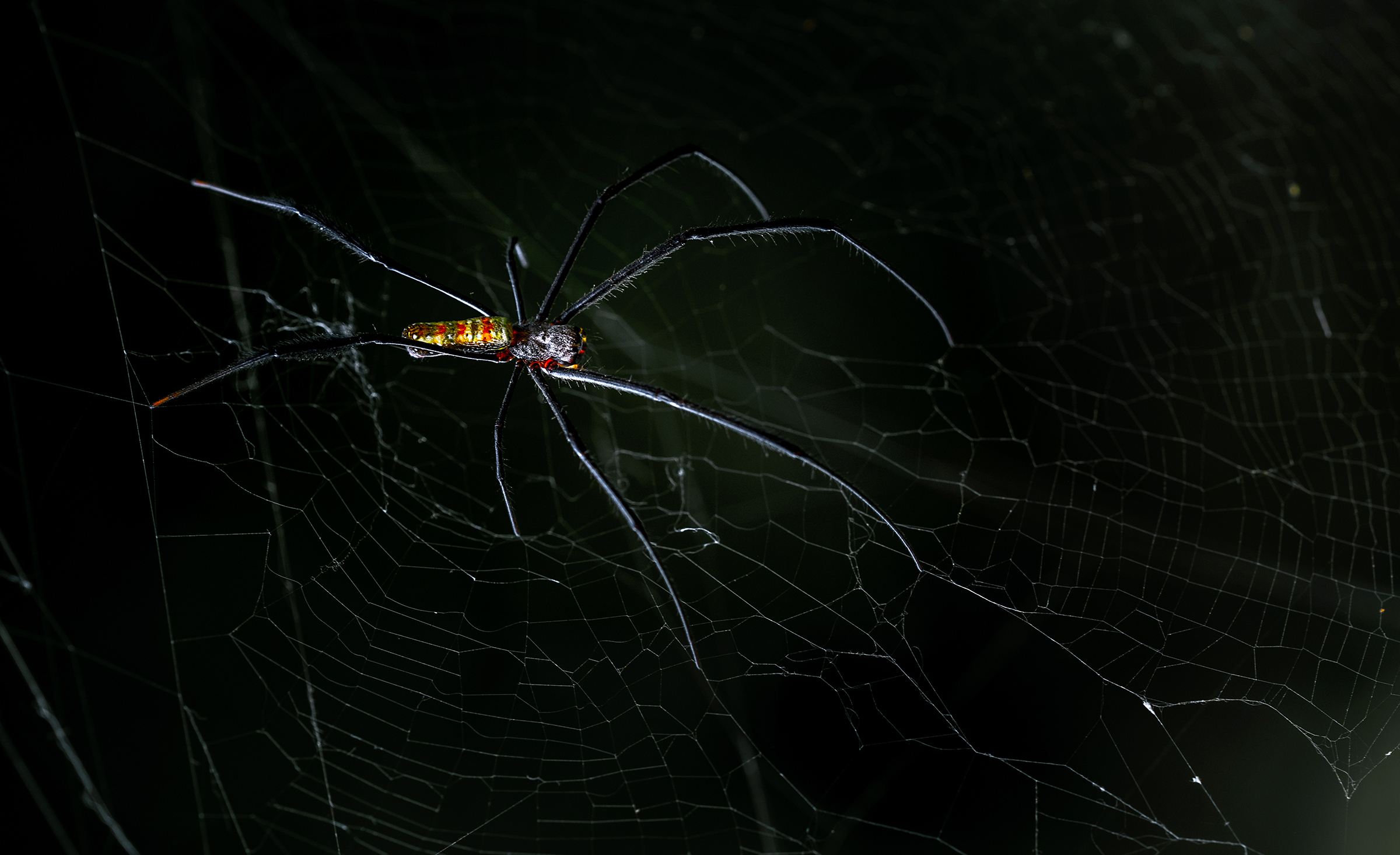 nephila