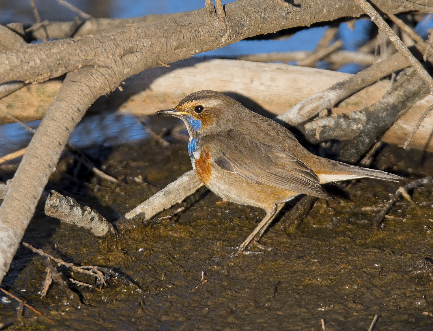 Pettazzurro (Luscinia svecica)