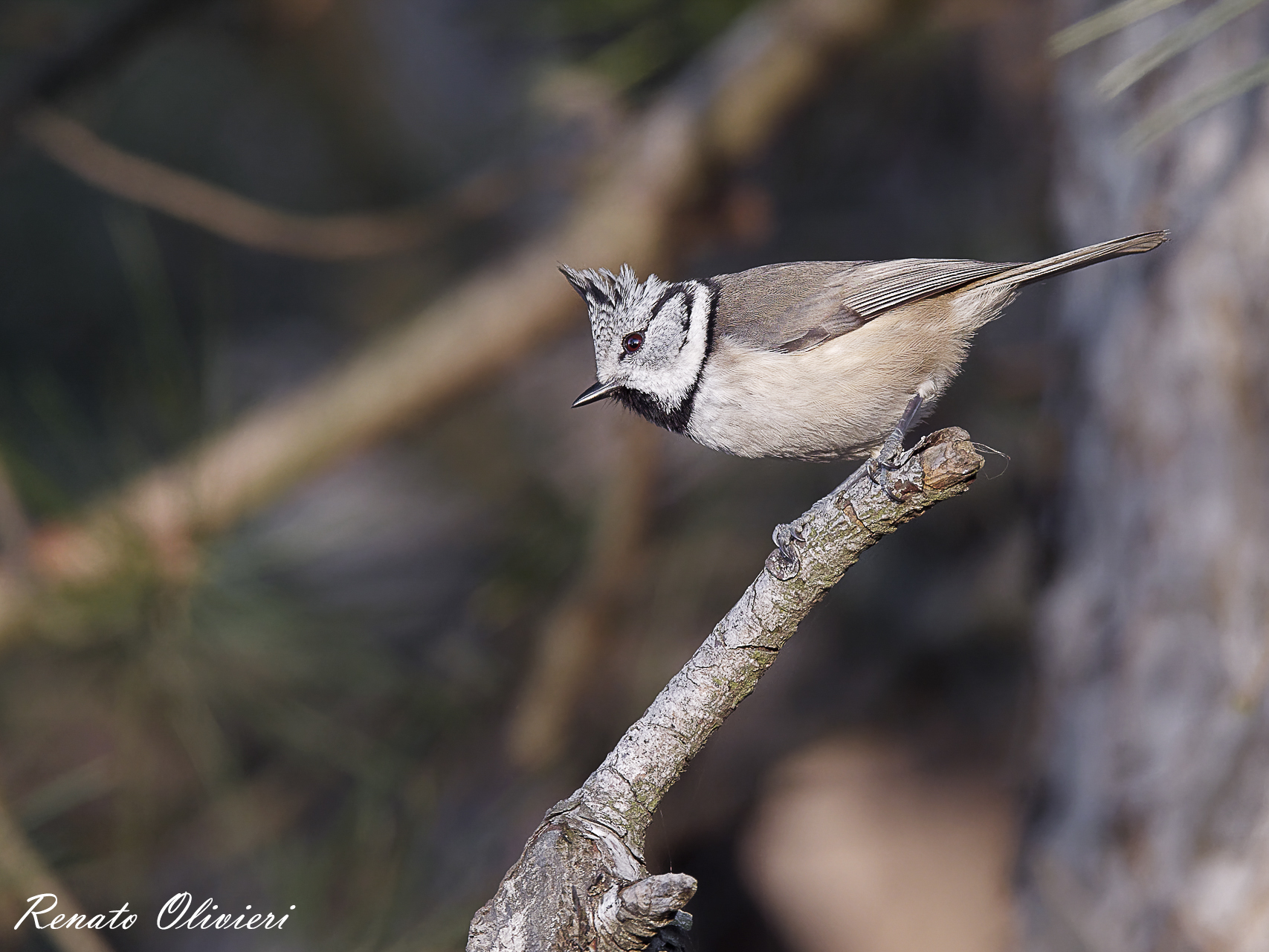 Cincia dal ciuffo ( Lophophanes cristatus )