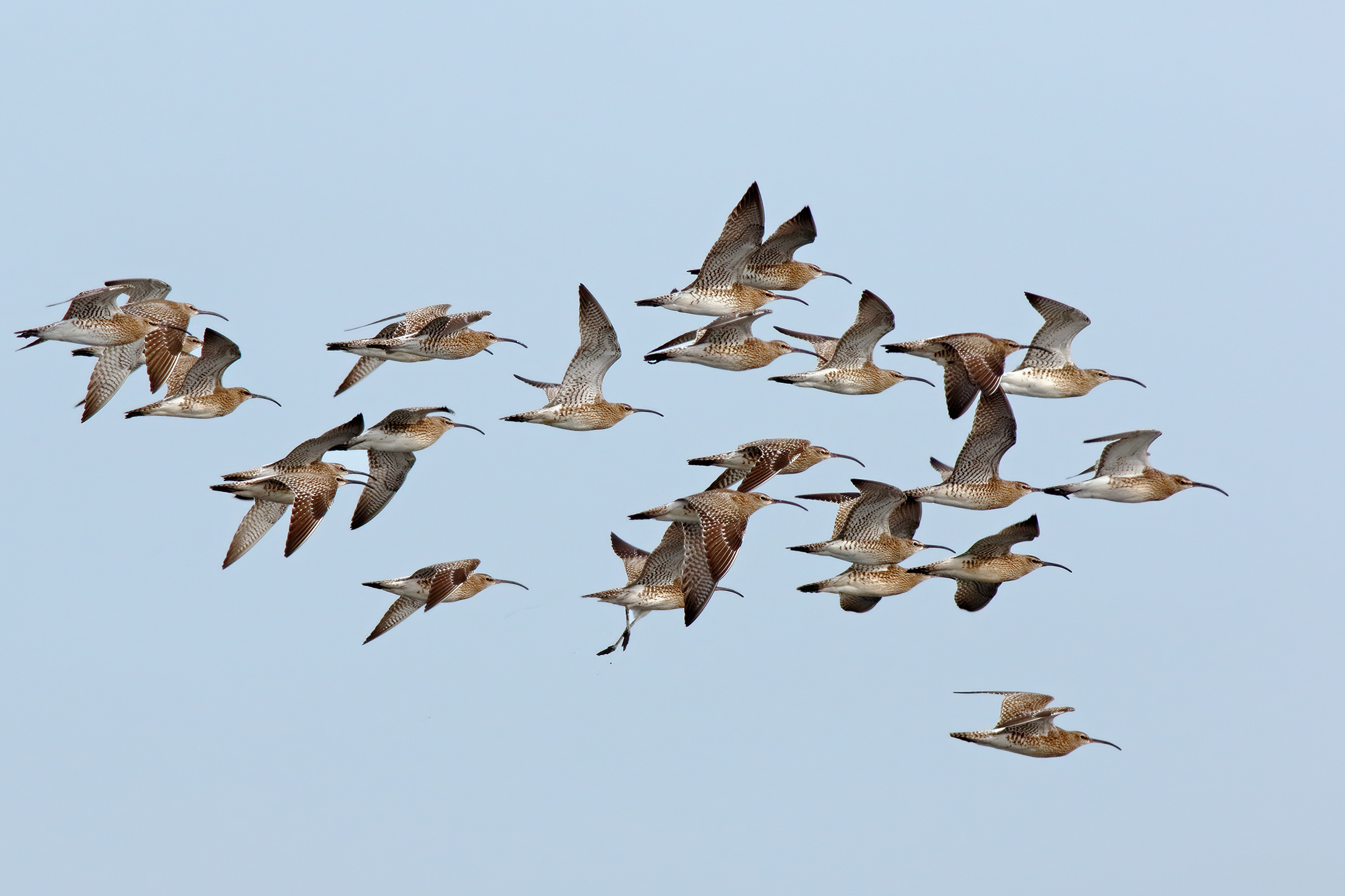 Chiurli piccoli in migrazione primaverile