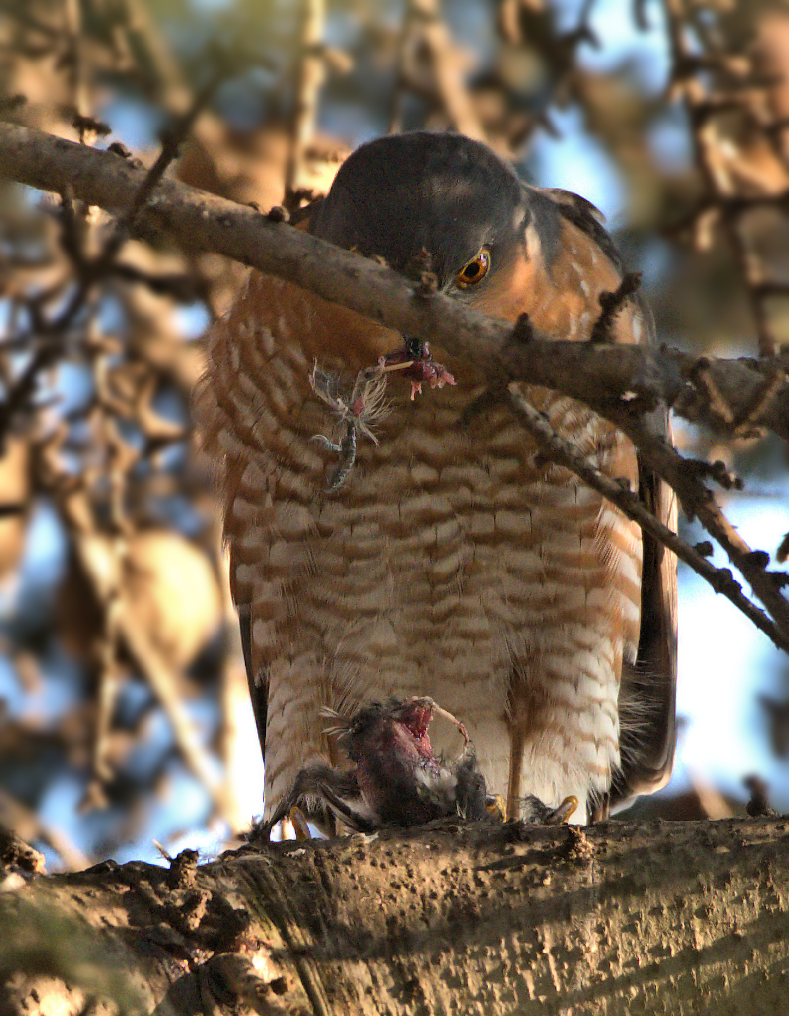 The sparrowhawk snack