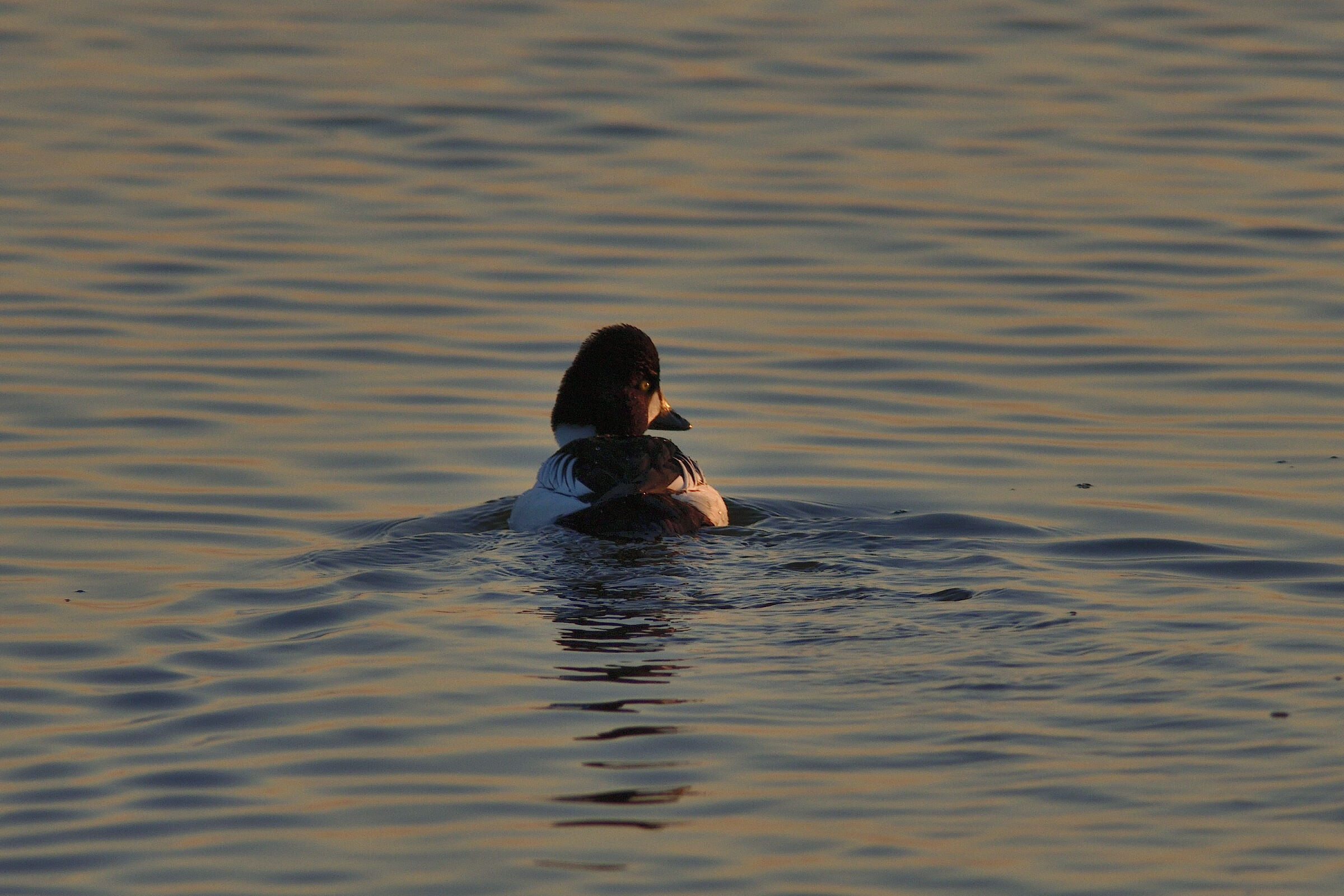 Quattrocchi all'alba