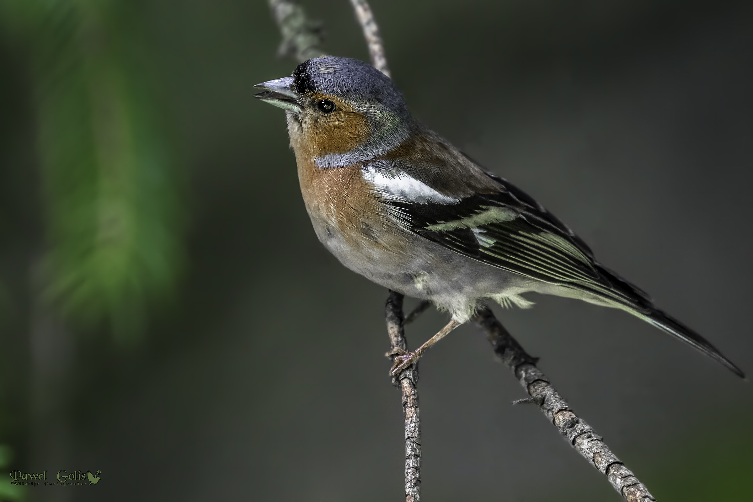 Common chaffinch (Fringilla coelebs)