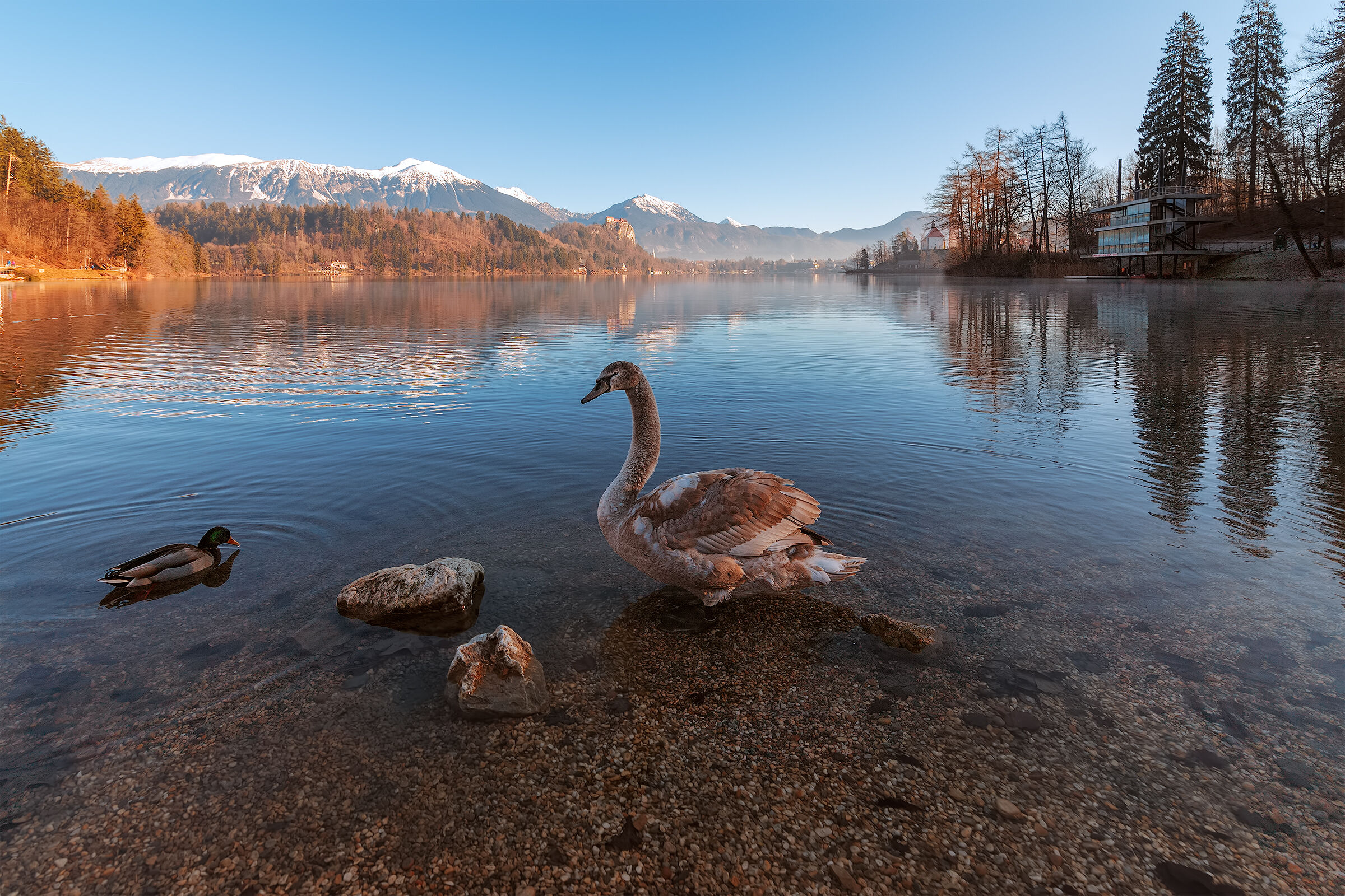 Slovenian swan.