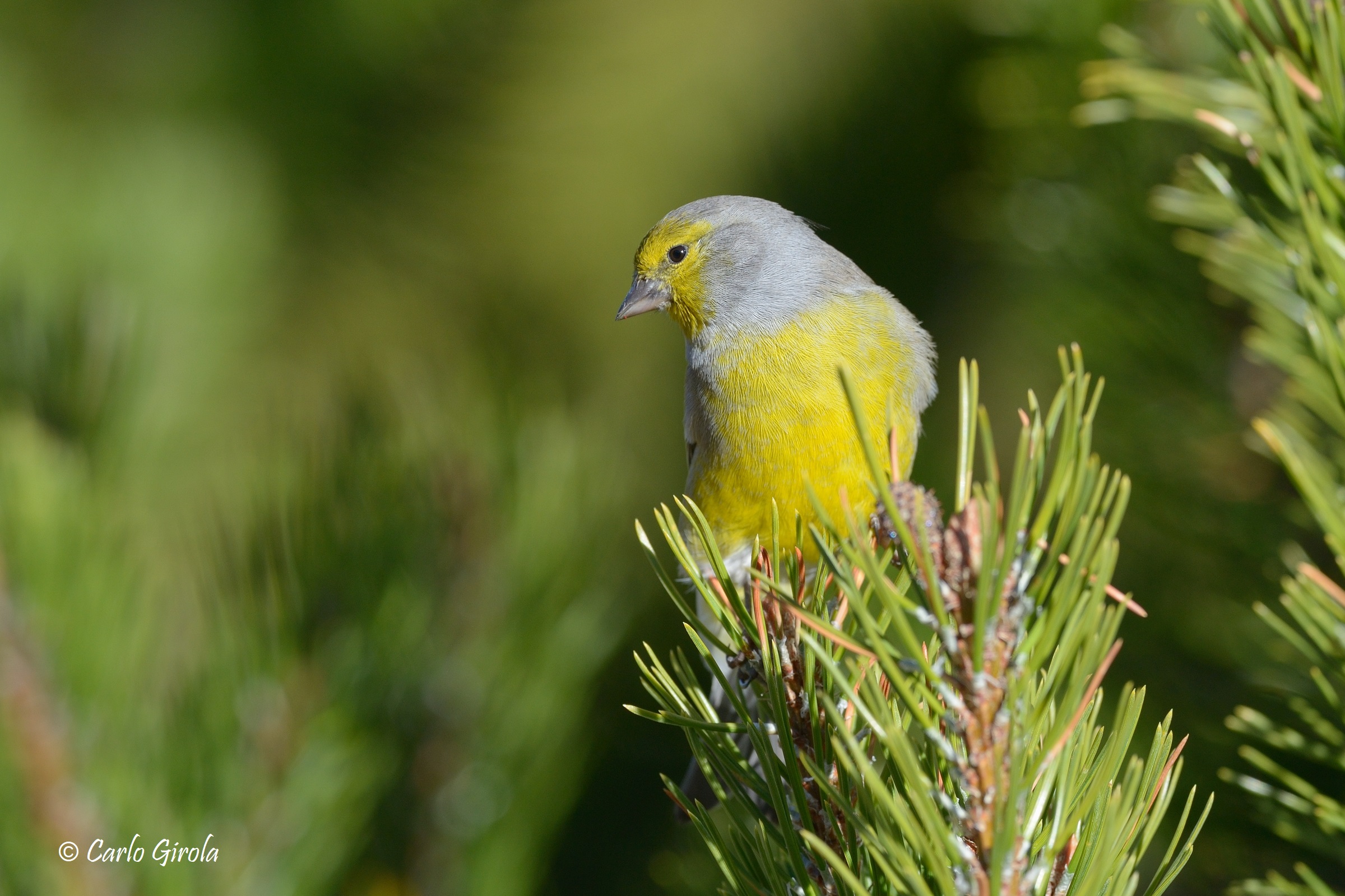 Venturone alpino (Carduelis citrinella)