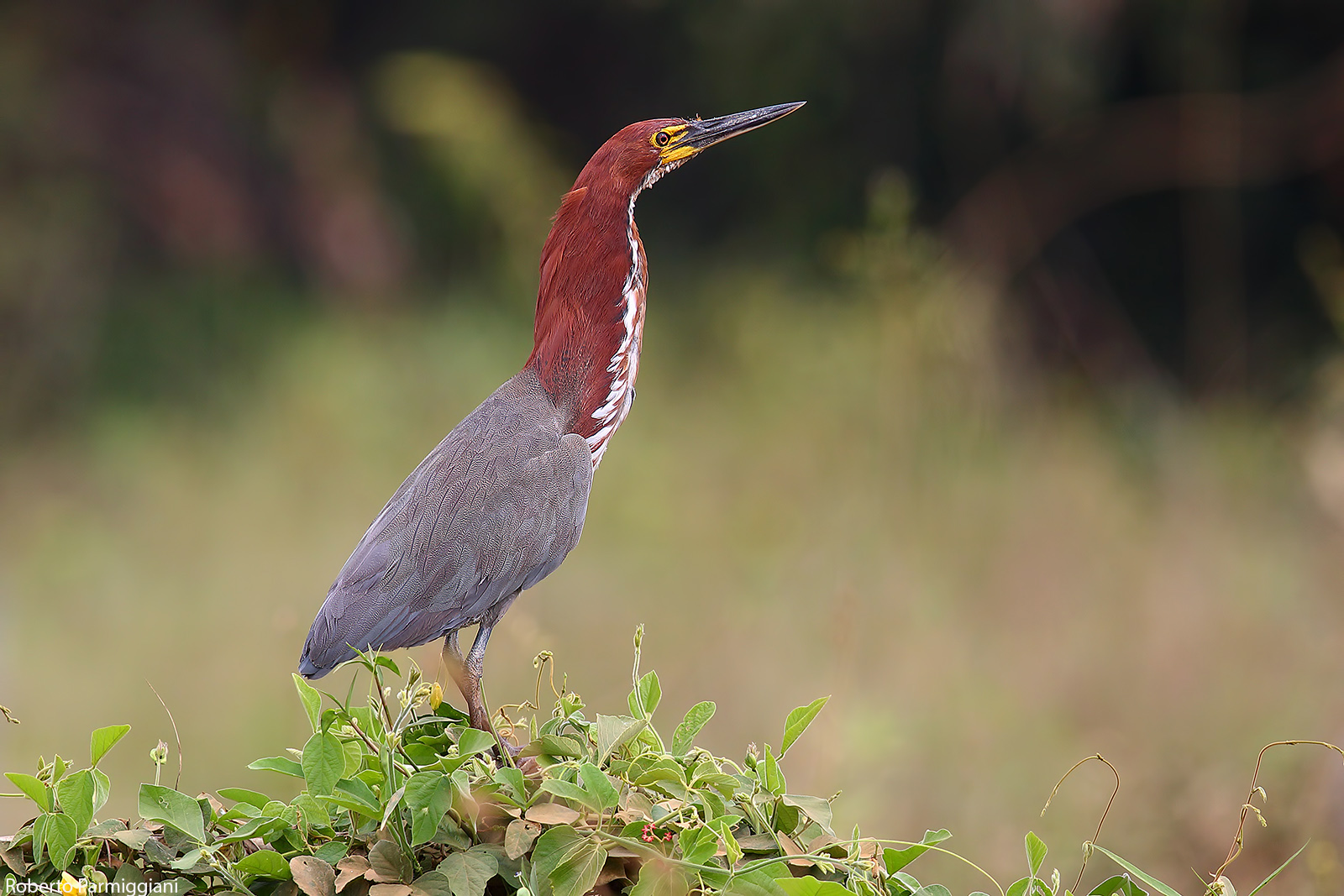 Tiger heron