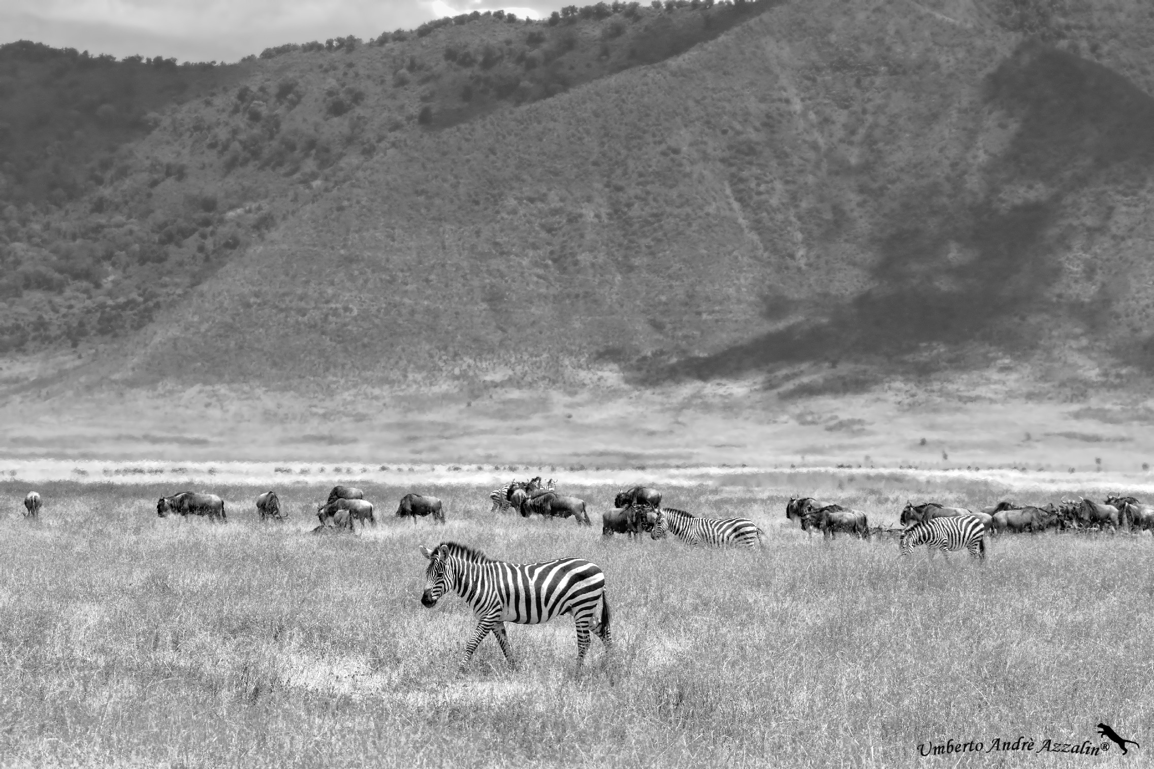 Ngorongoro B&W 2
