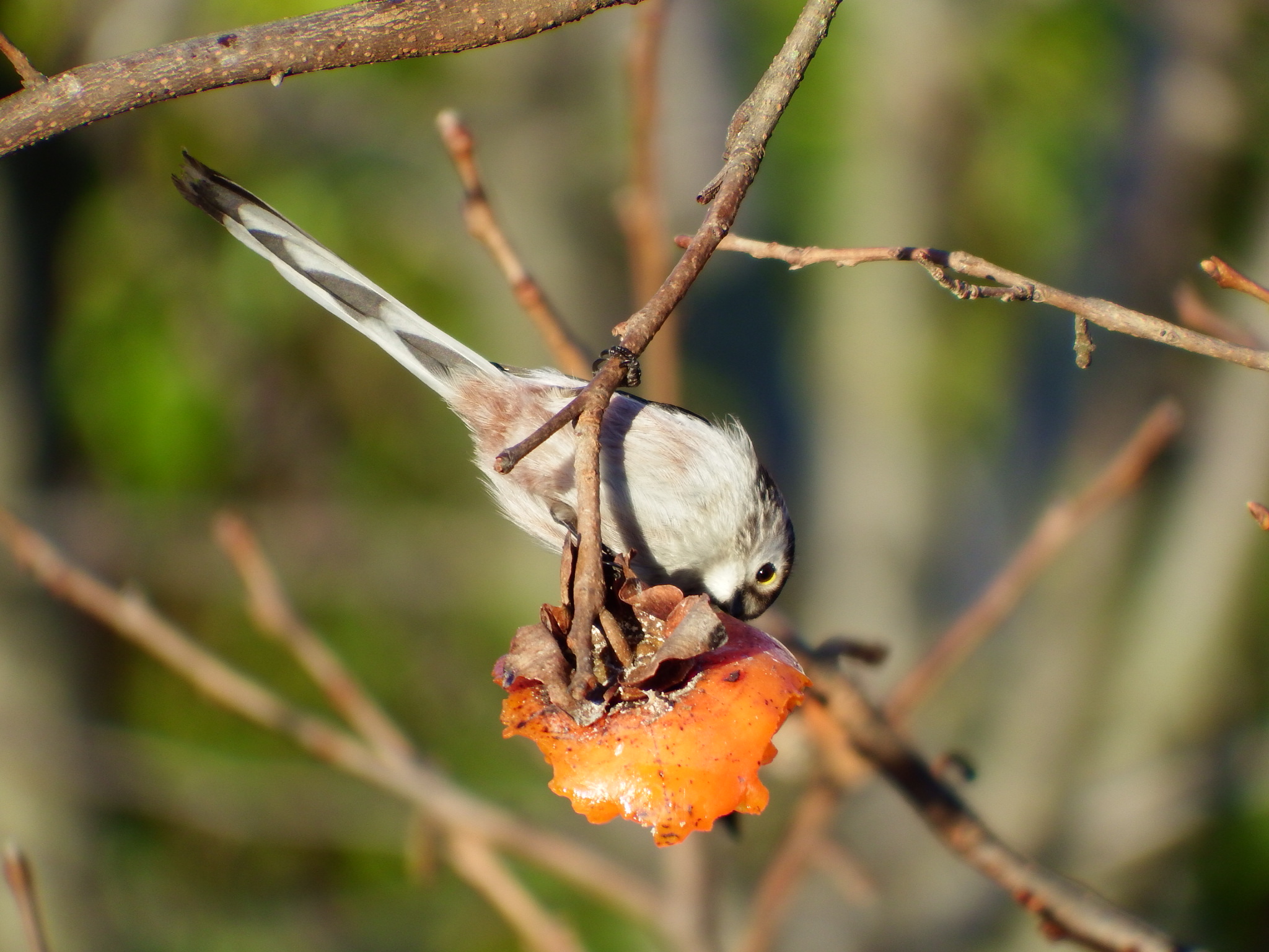 Quel che resta del caco