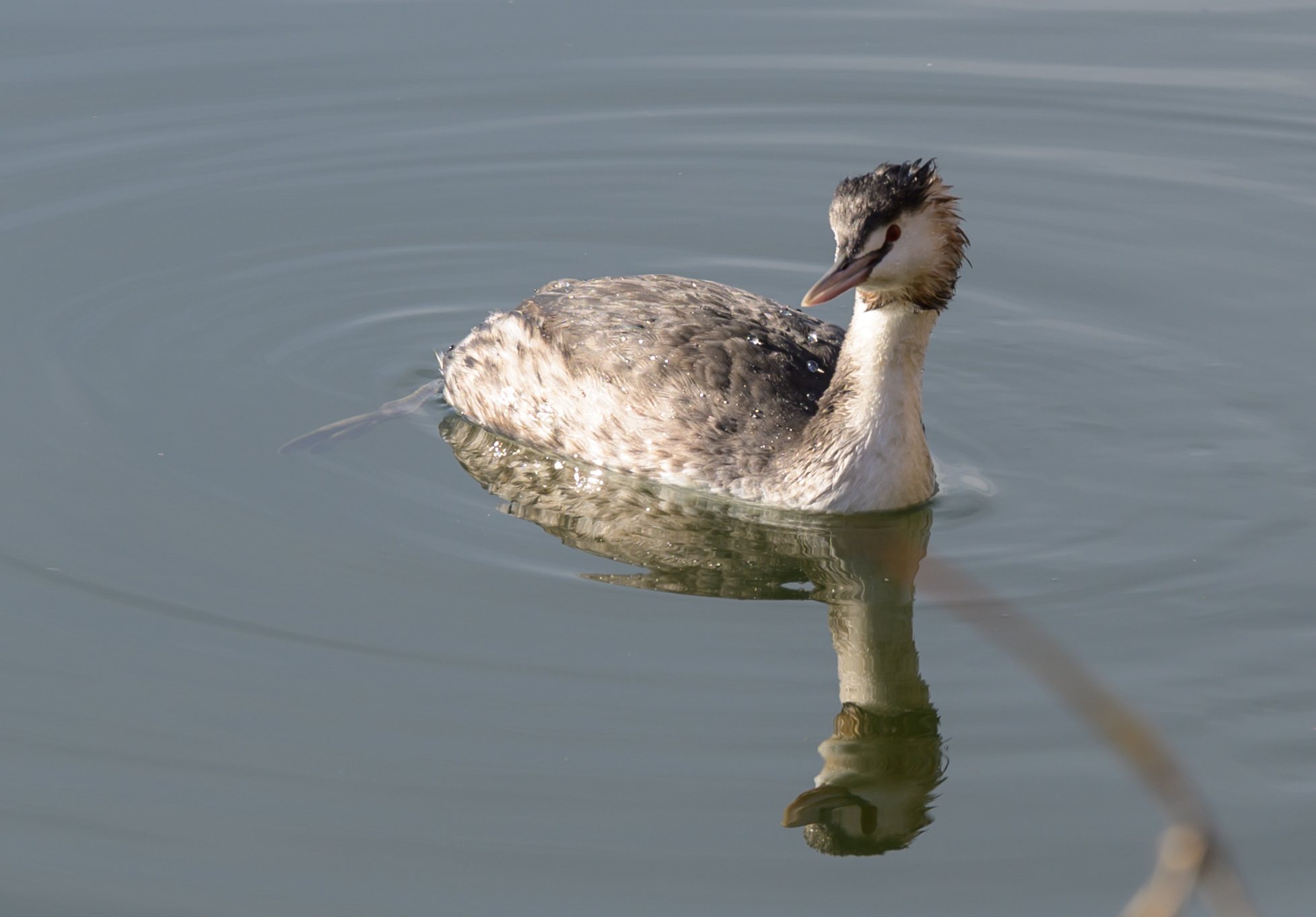 Grebe