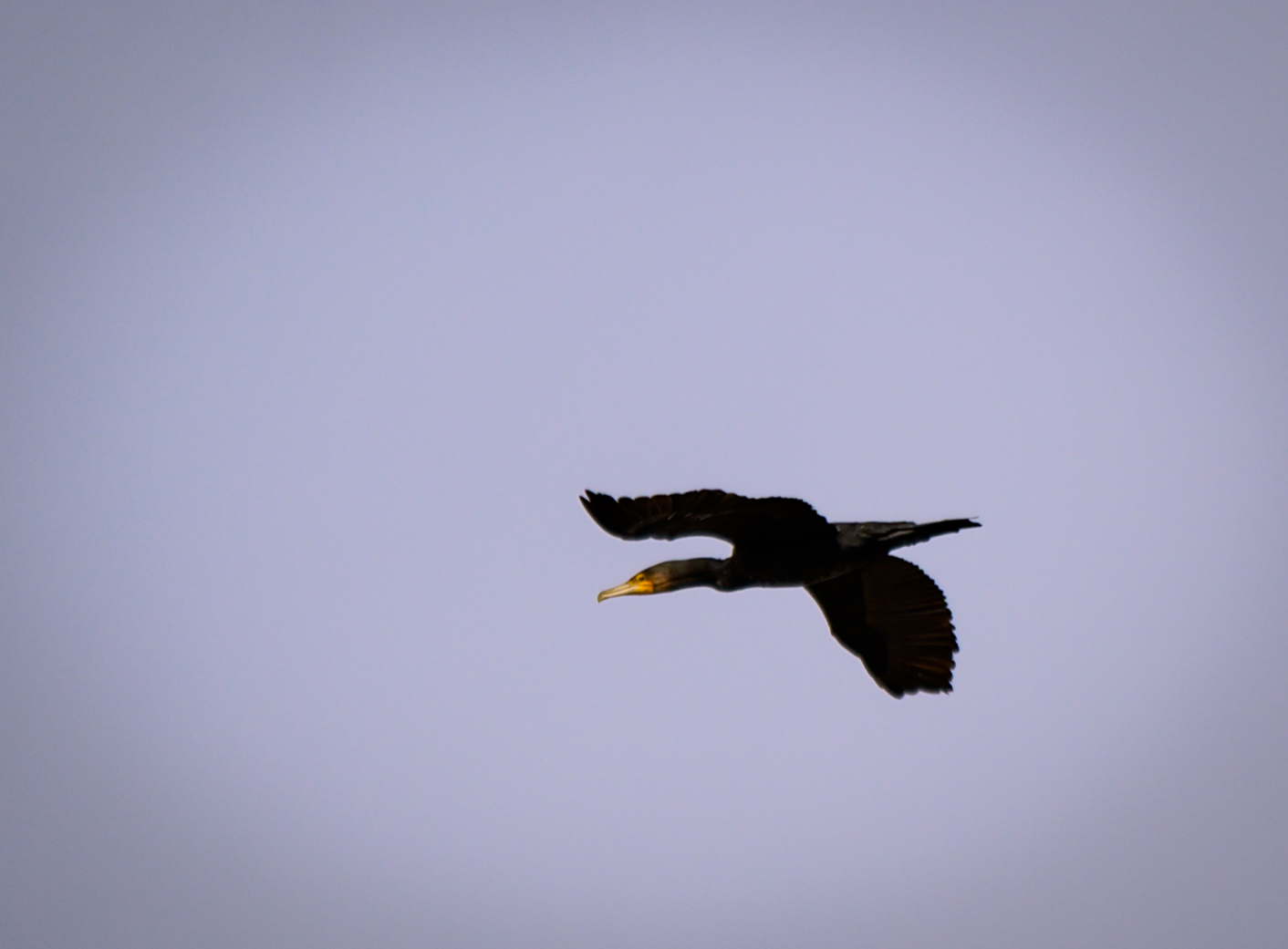 Cormorant