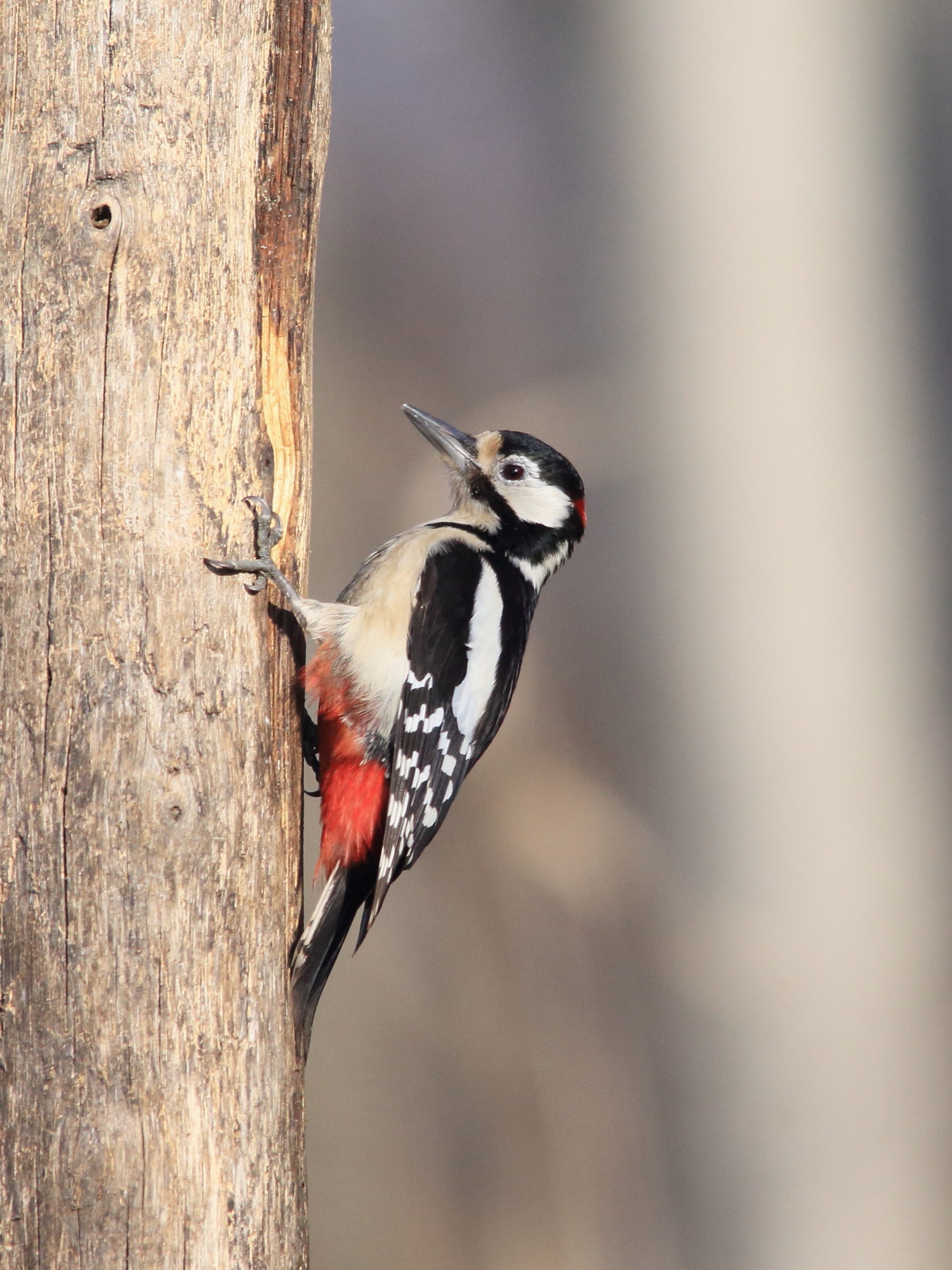 Major red woodpecker Dendrocopos major