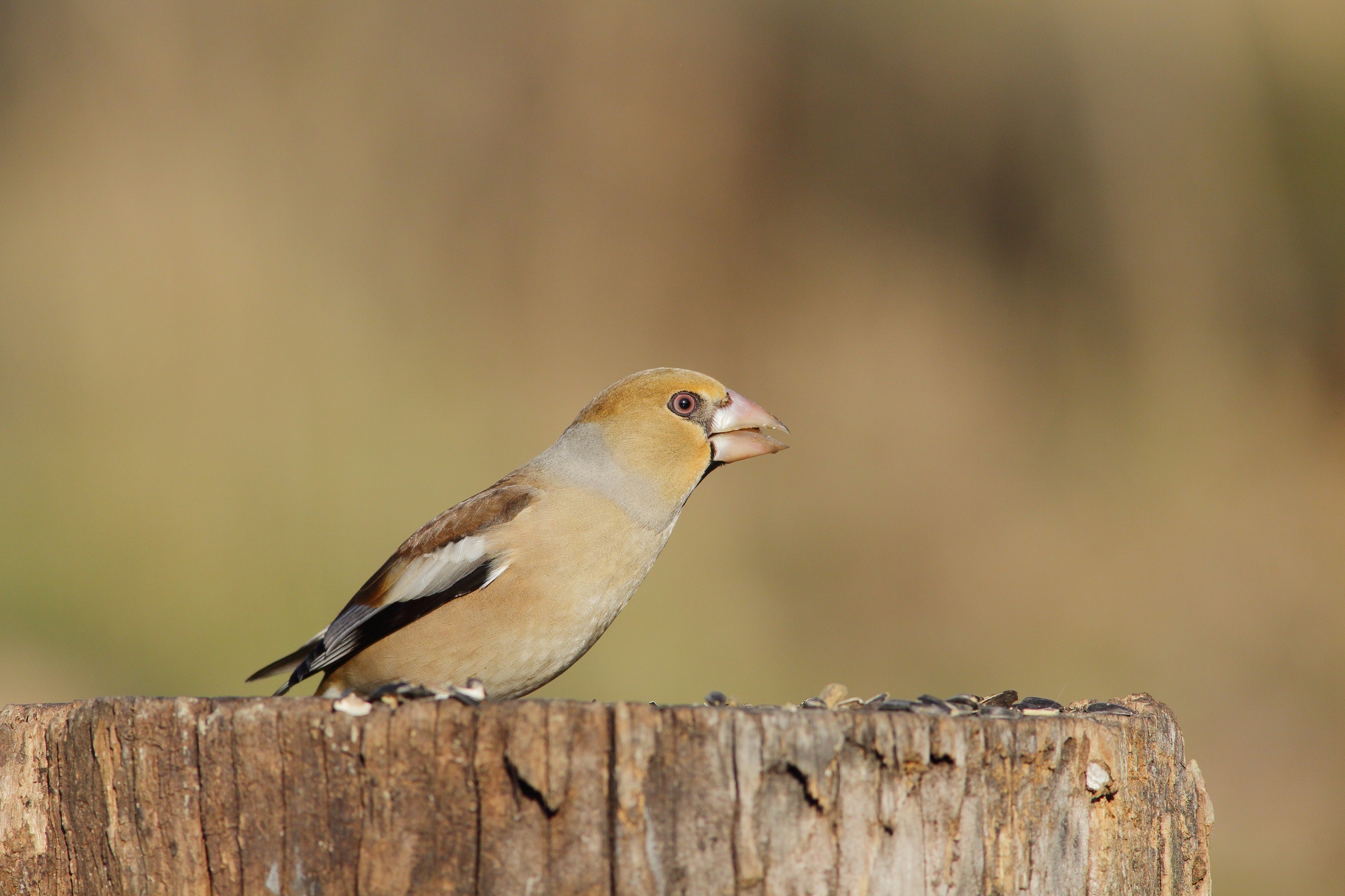 Frosone Coccothraustes