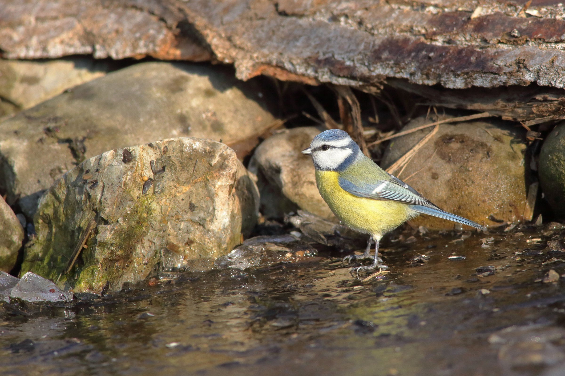 Cinciarella Parus ceruleus