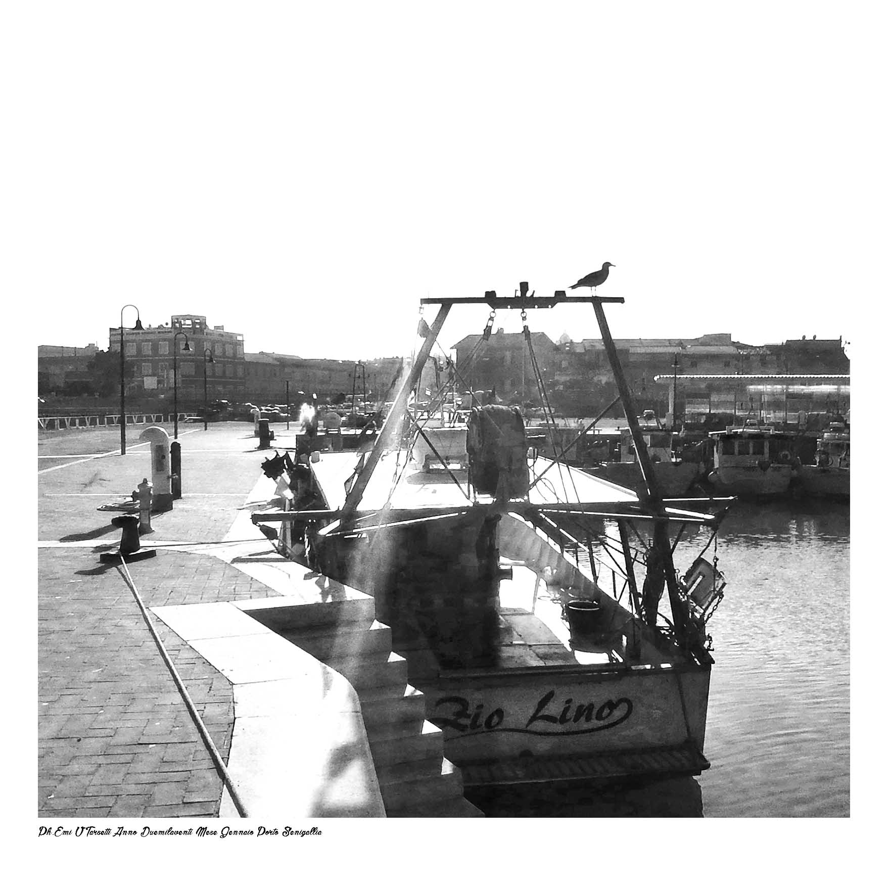 l Seagull in the Sun : ISTAX SQ20