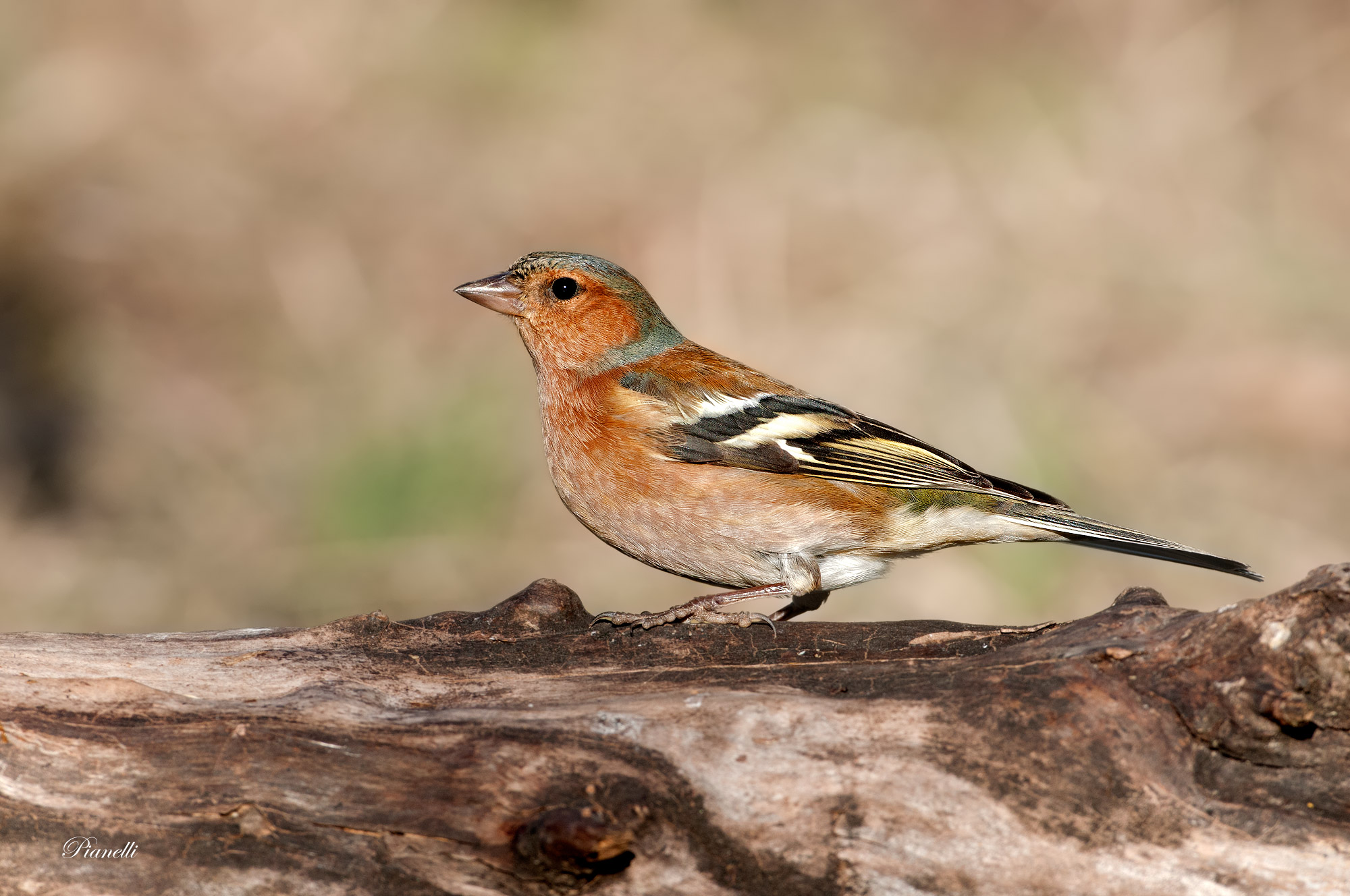 Chaffinch