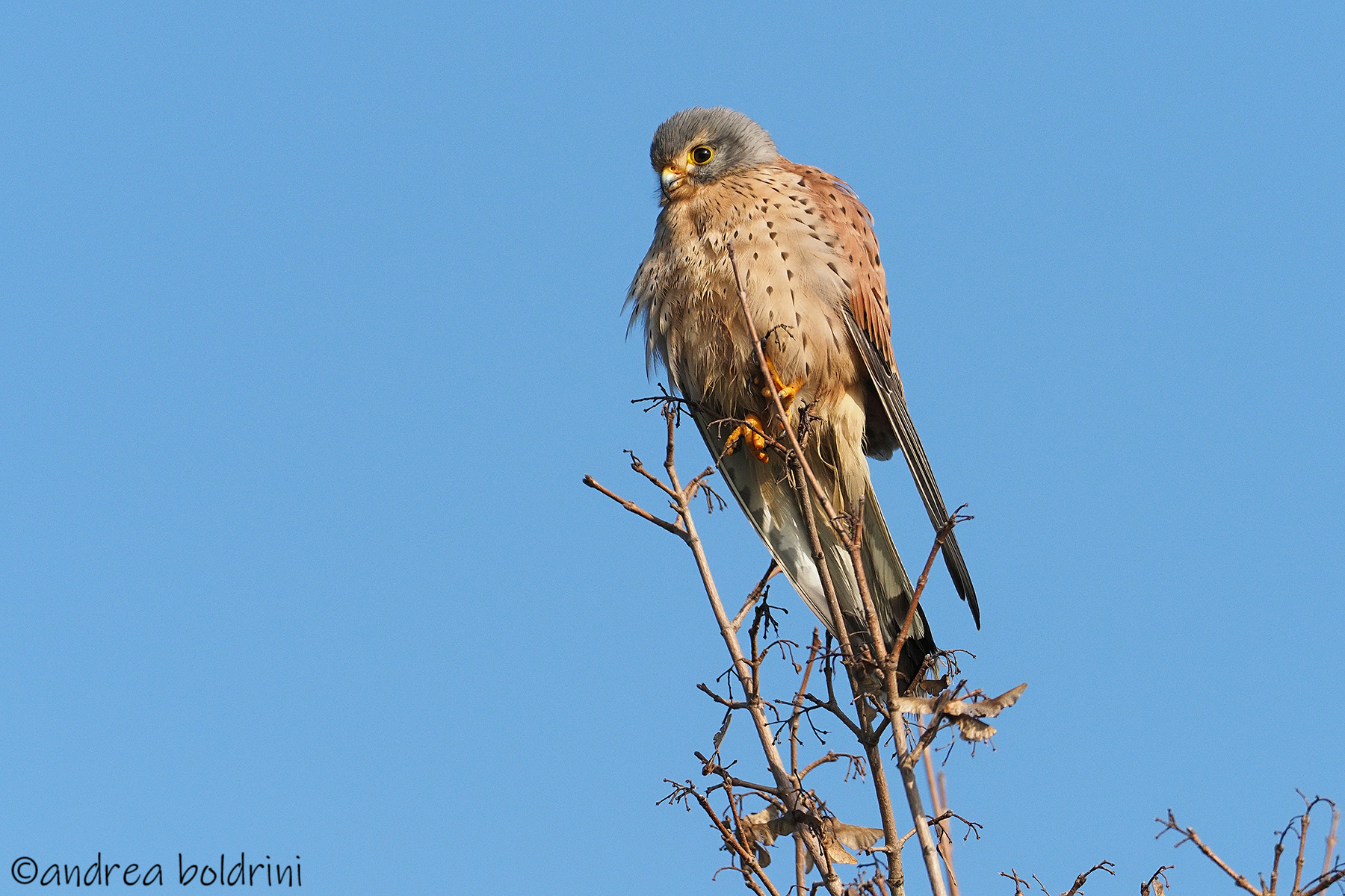 Kestrel