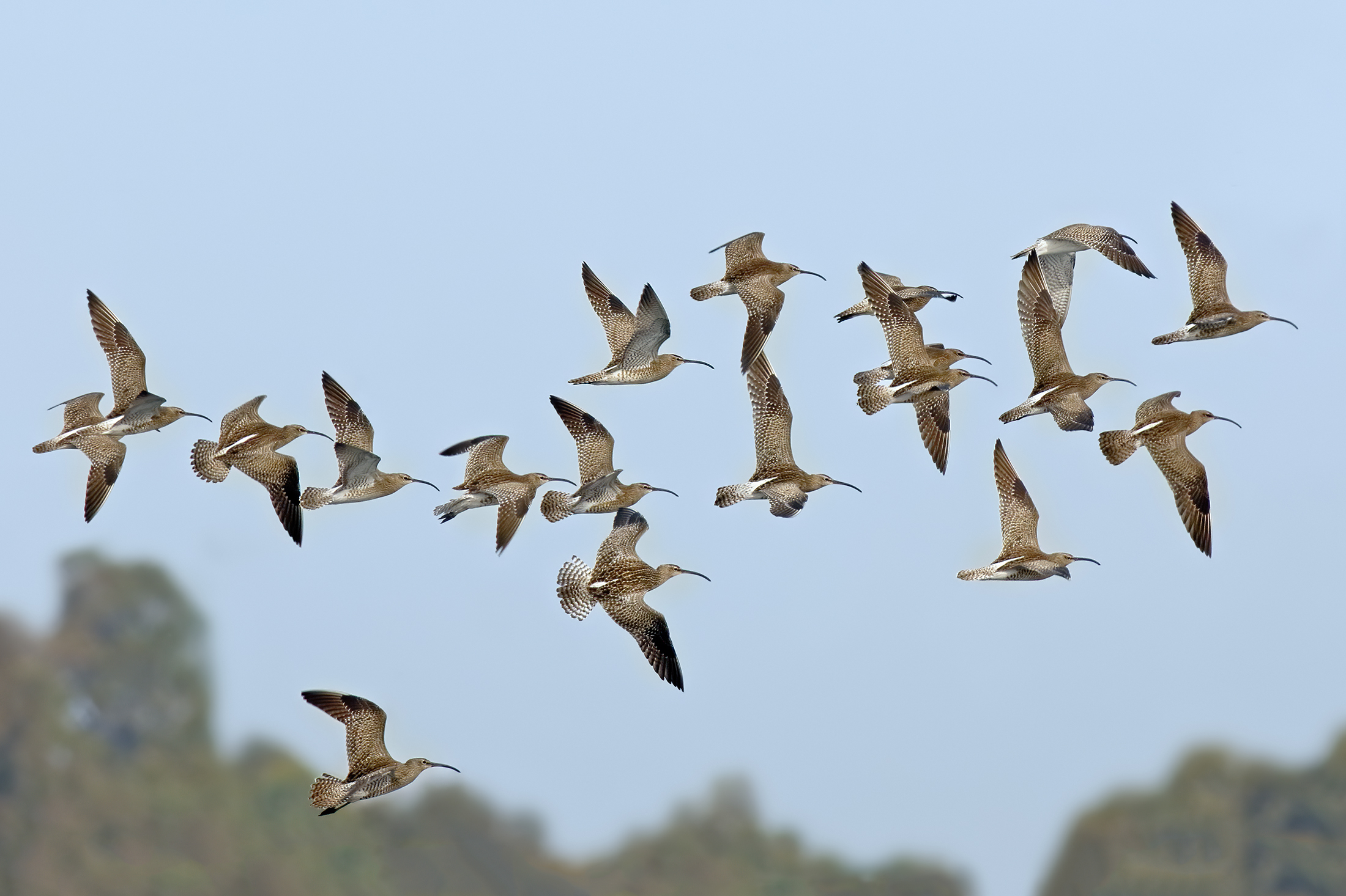 Small chiuri in migration