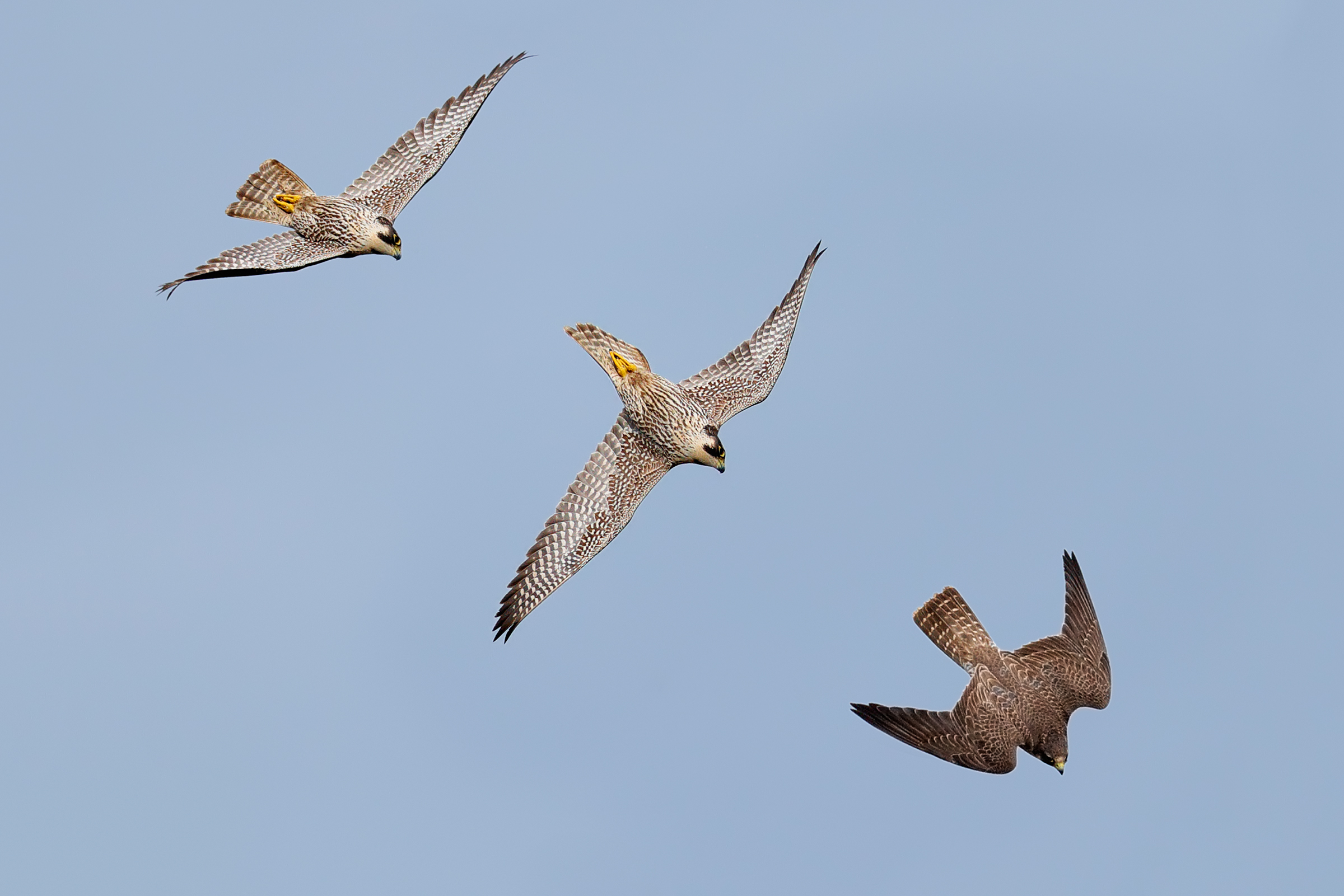 The peregrine falcon attack