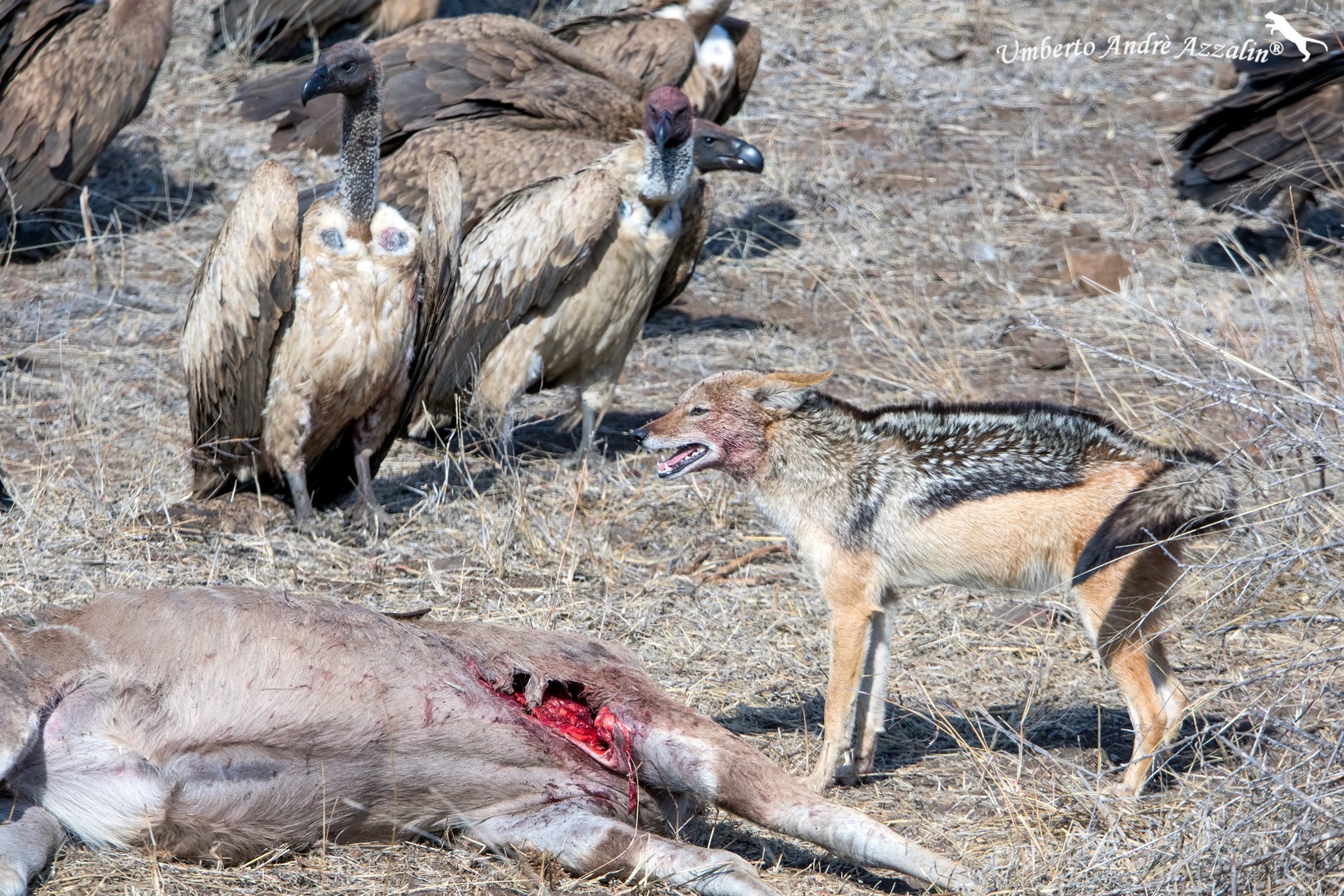 Lotta per il pranzo 2