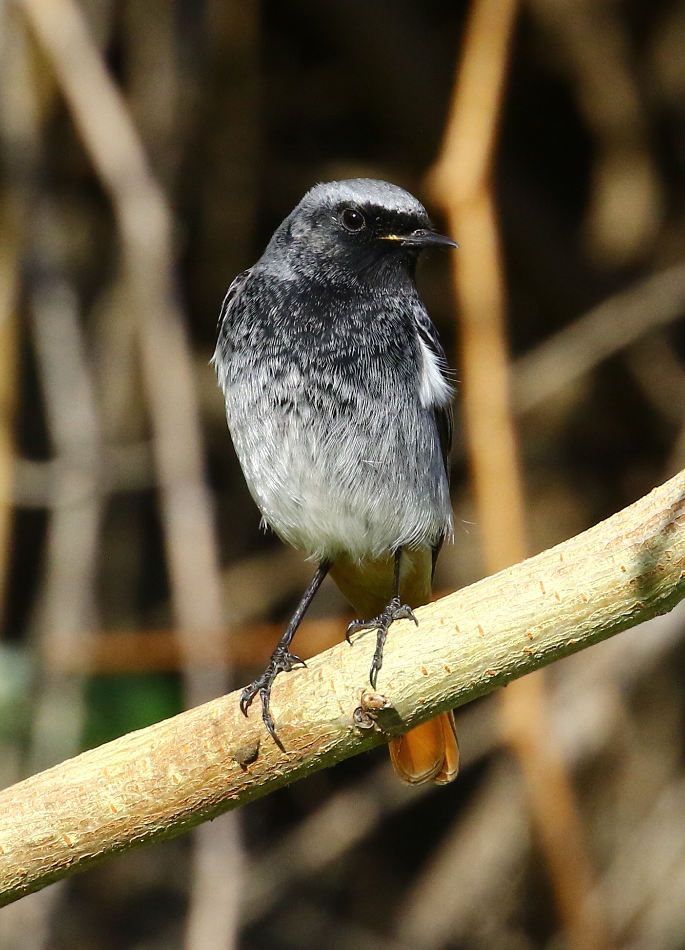 Red chimney sweep, male