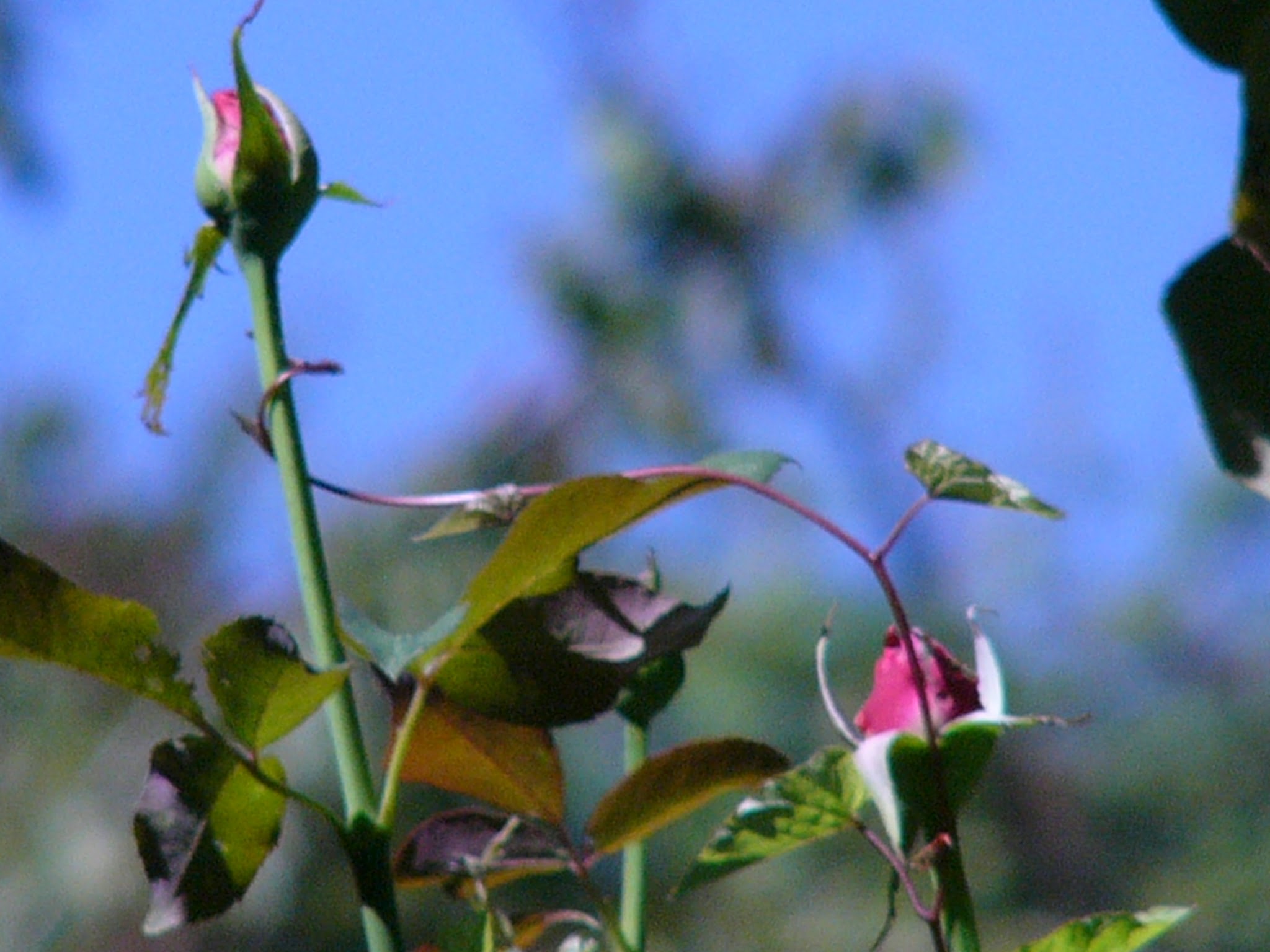 flora etna