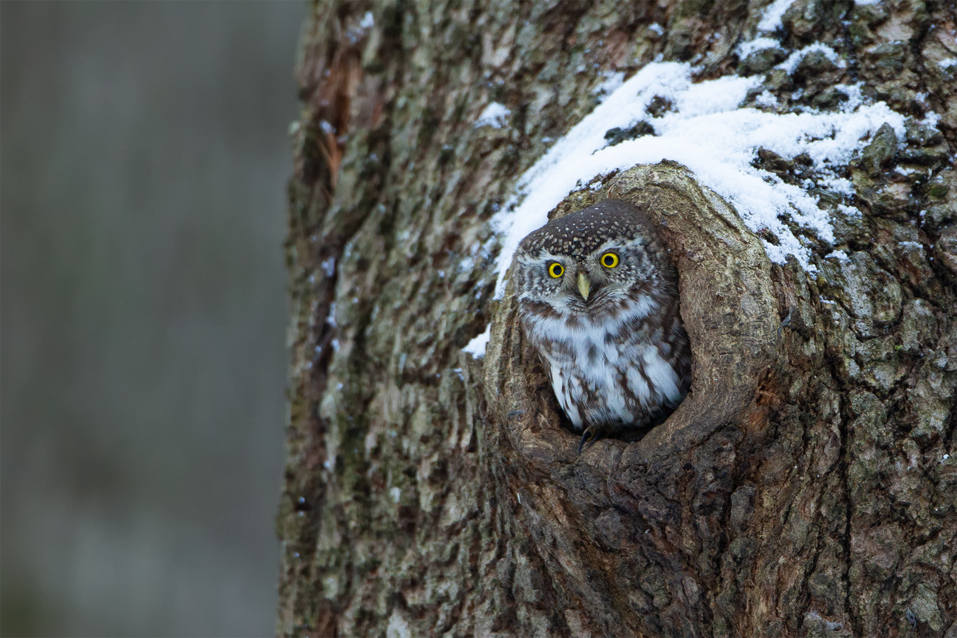 Glaucidium passerinum (Eurasian pygmy owl)
