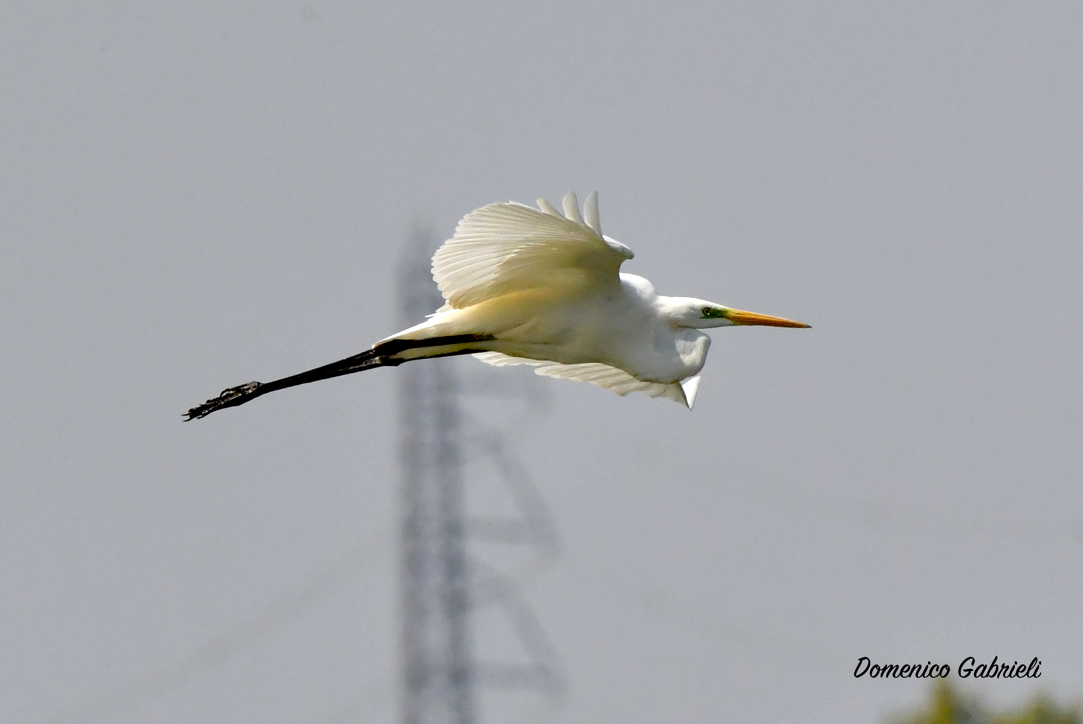 major white heron