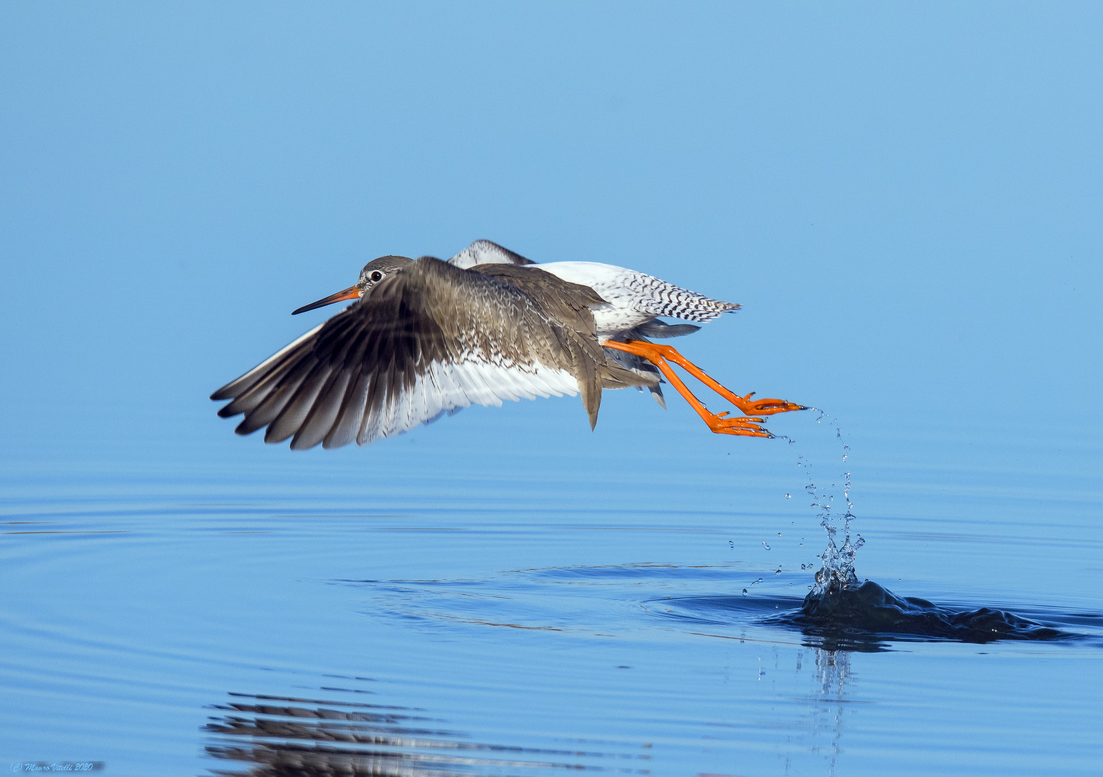 The Gossip Deadlift (Tringa totanus)