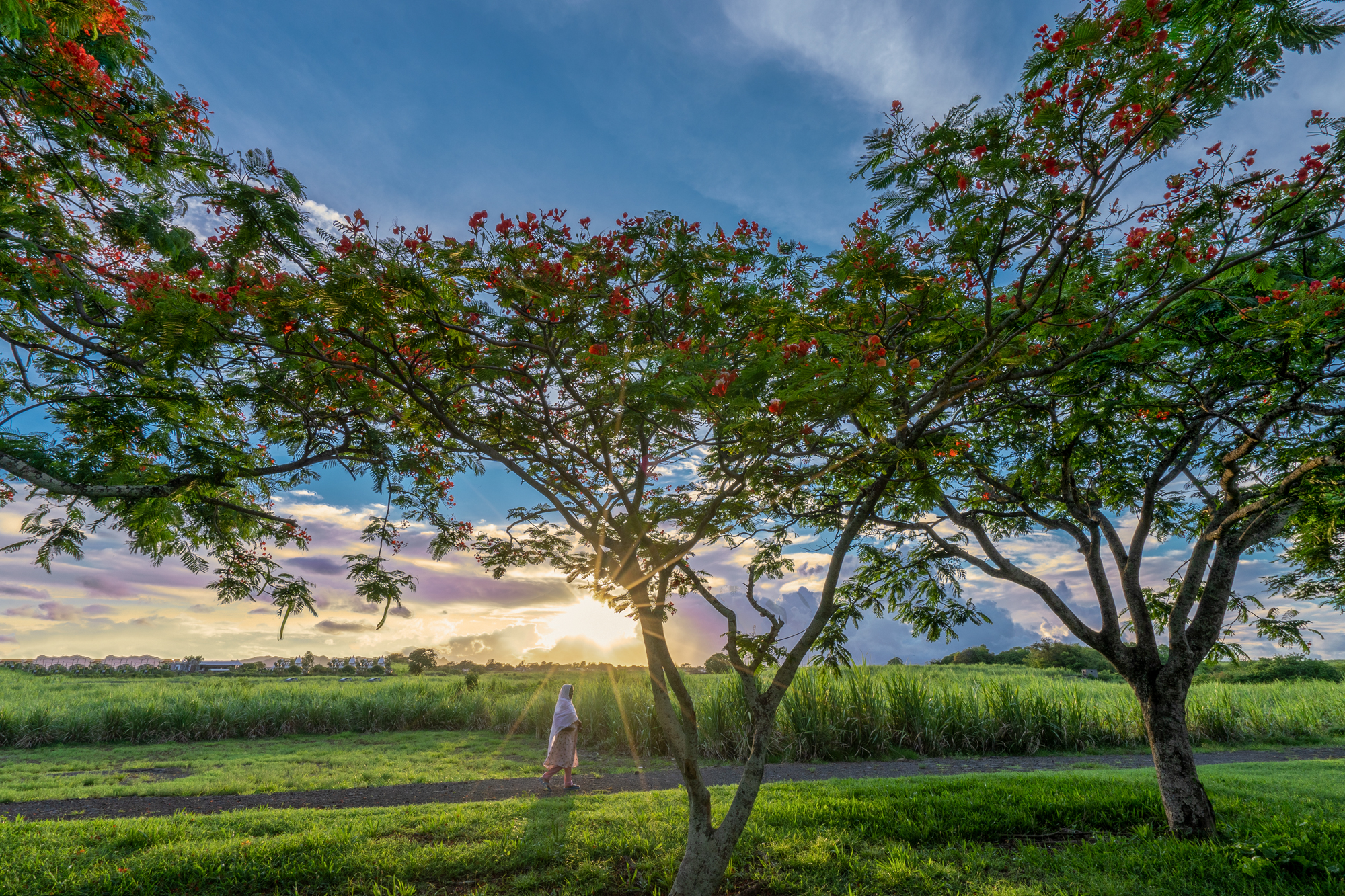 Tramonto tra i flamboyant