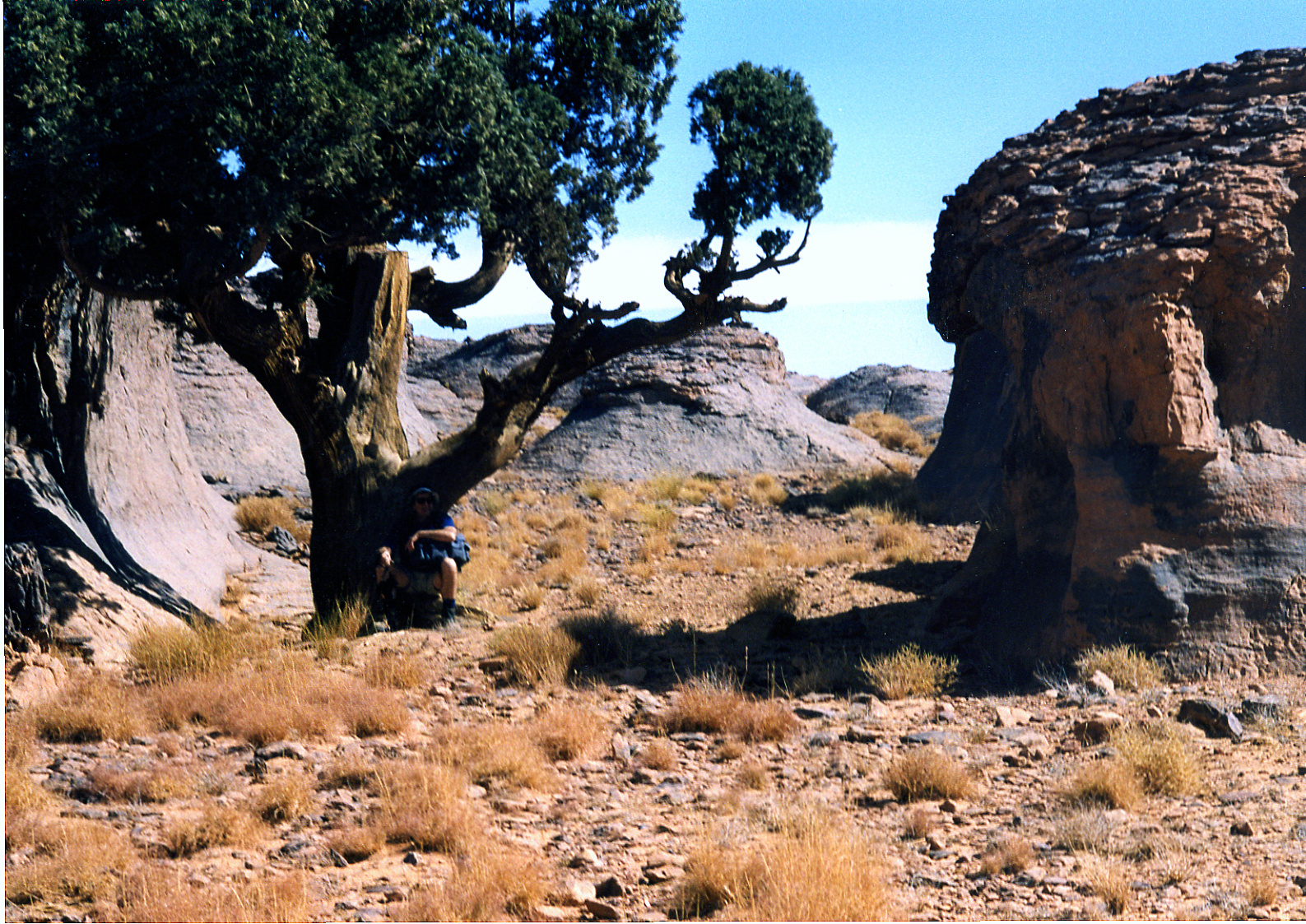 090 - Ricerca del fresco sotto cipresso centenario