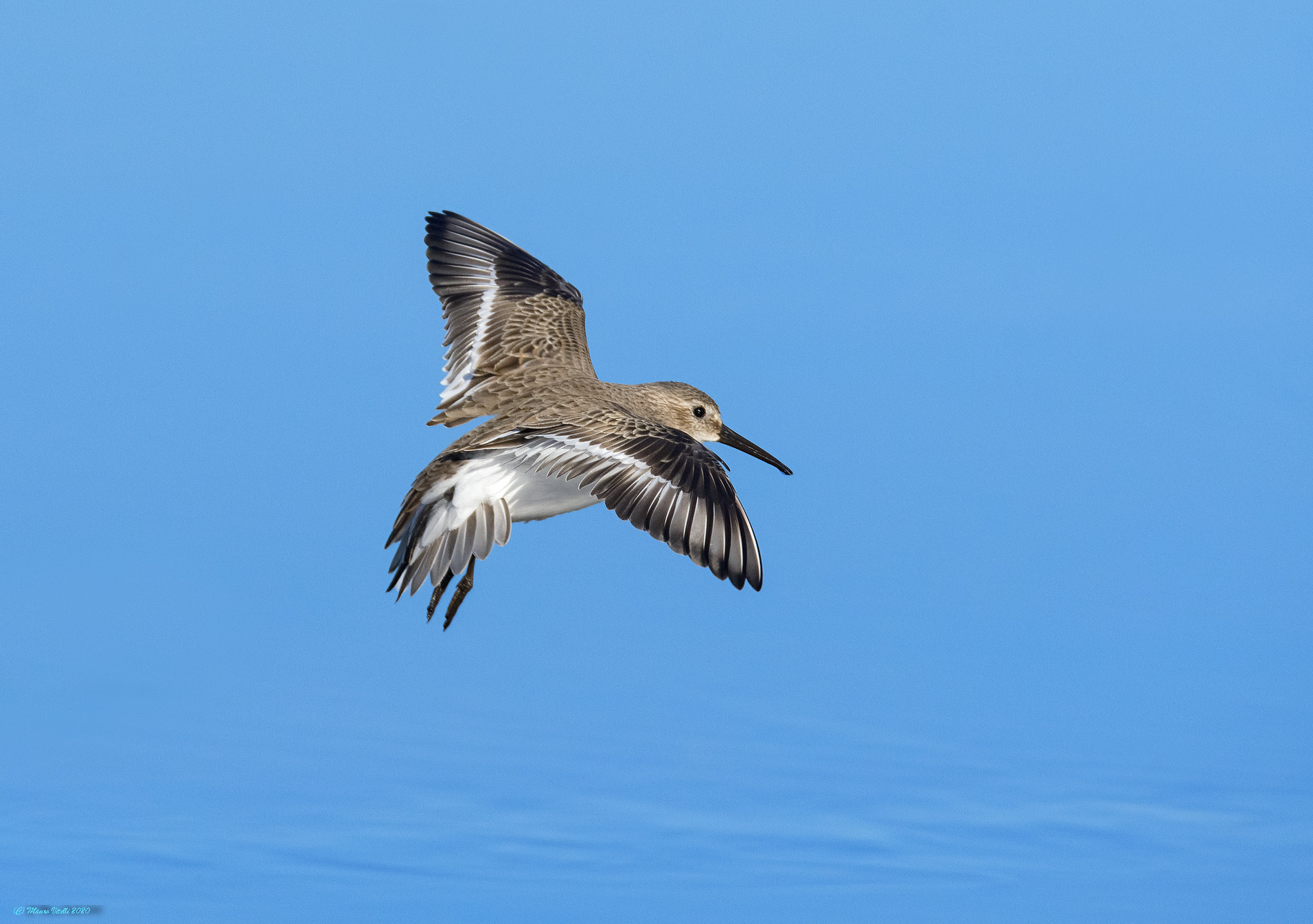 Common rain (Calidris ferruginea)