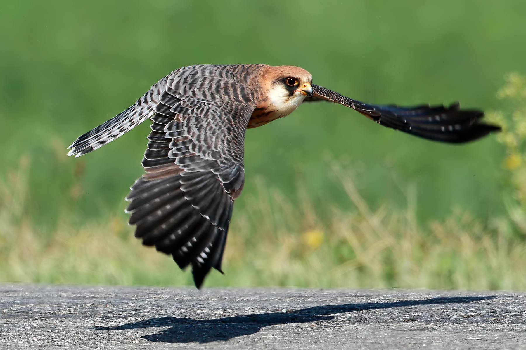 Volo molto radente... (femmina adulta falco cuculo)