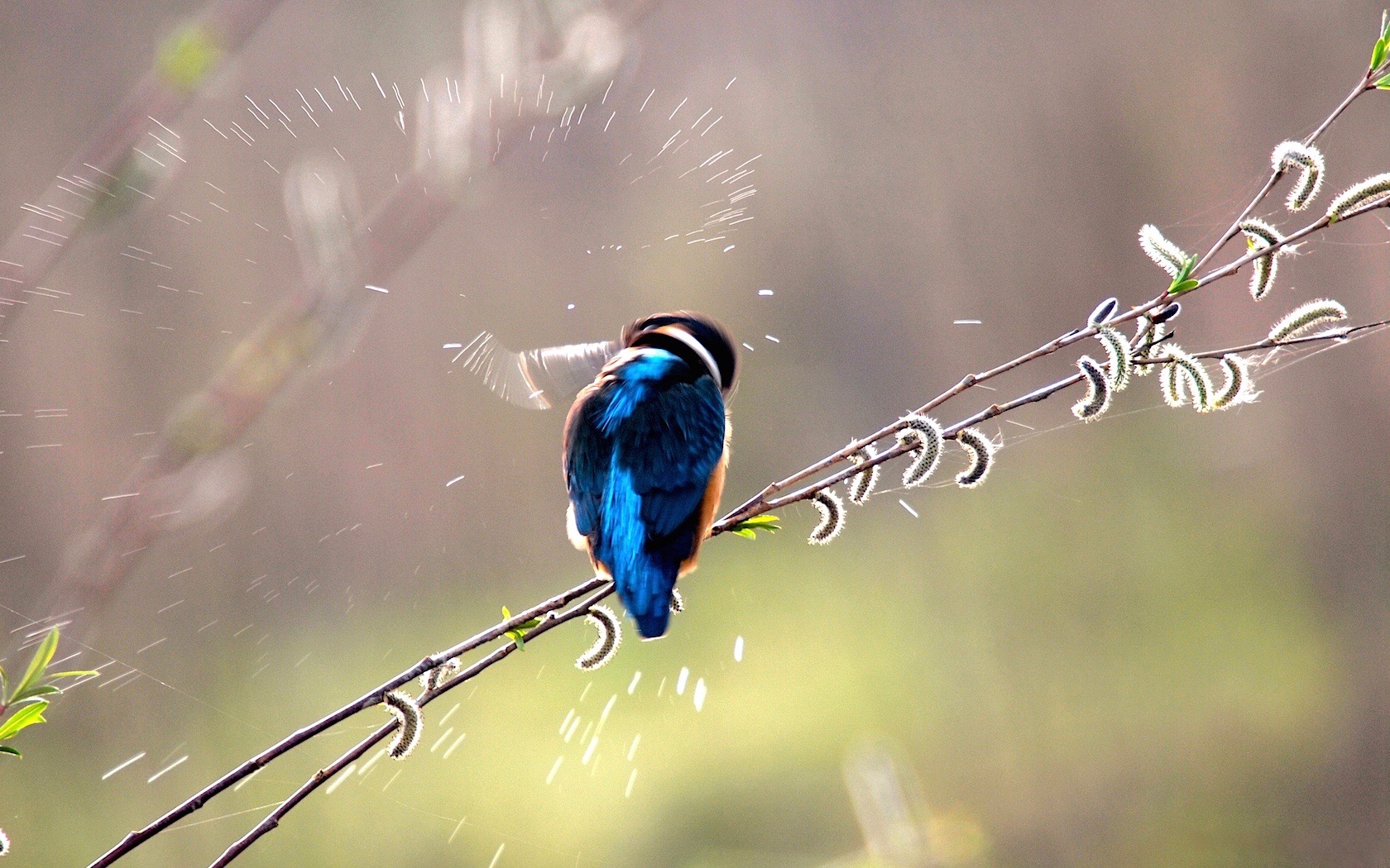 Lo scrollo del Martino