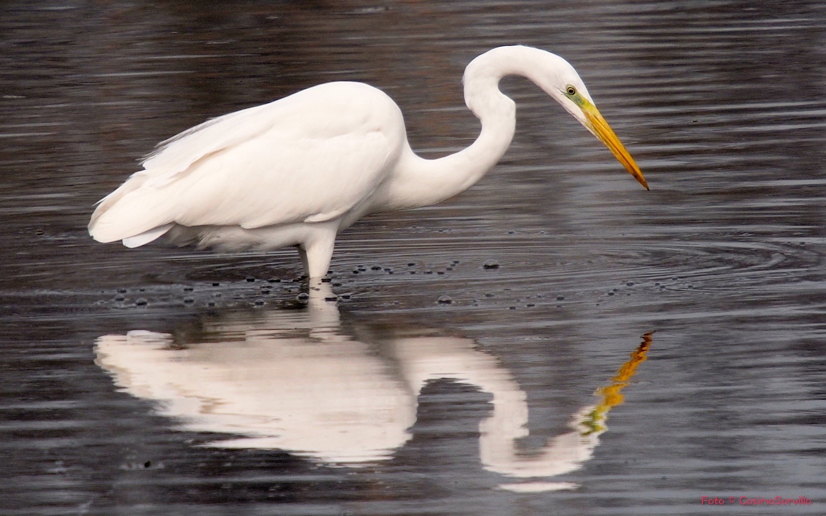 Airone allo specchio